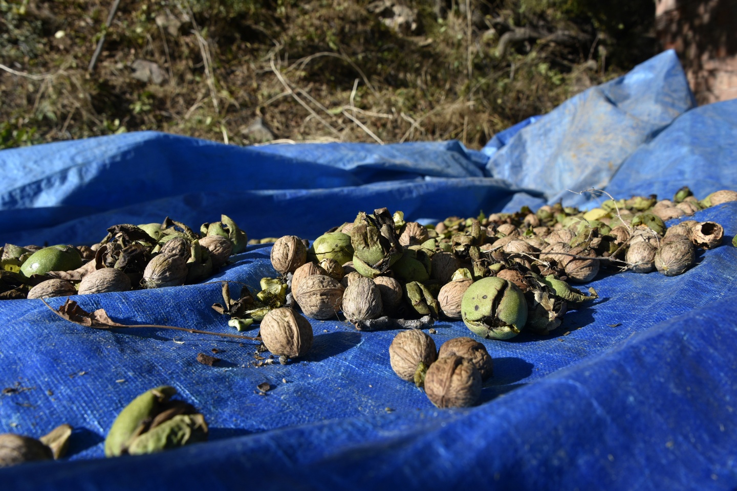 Gümüşhane’de ceviz hasadı tamamlanmak üzere 11