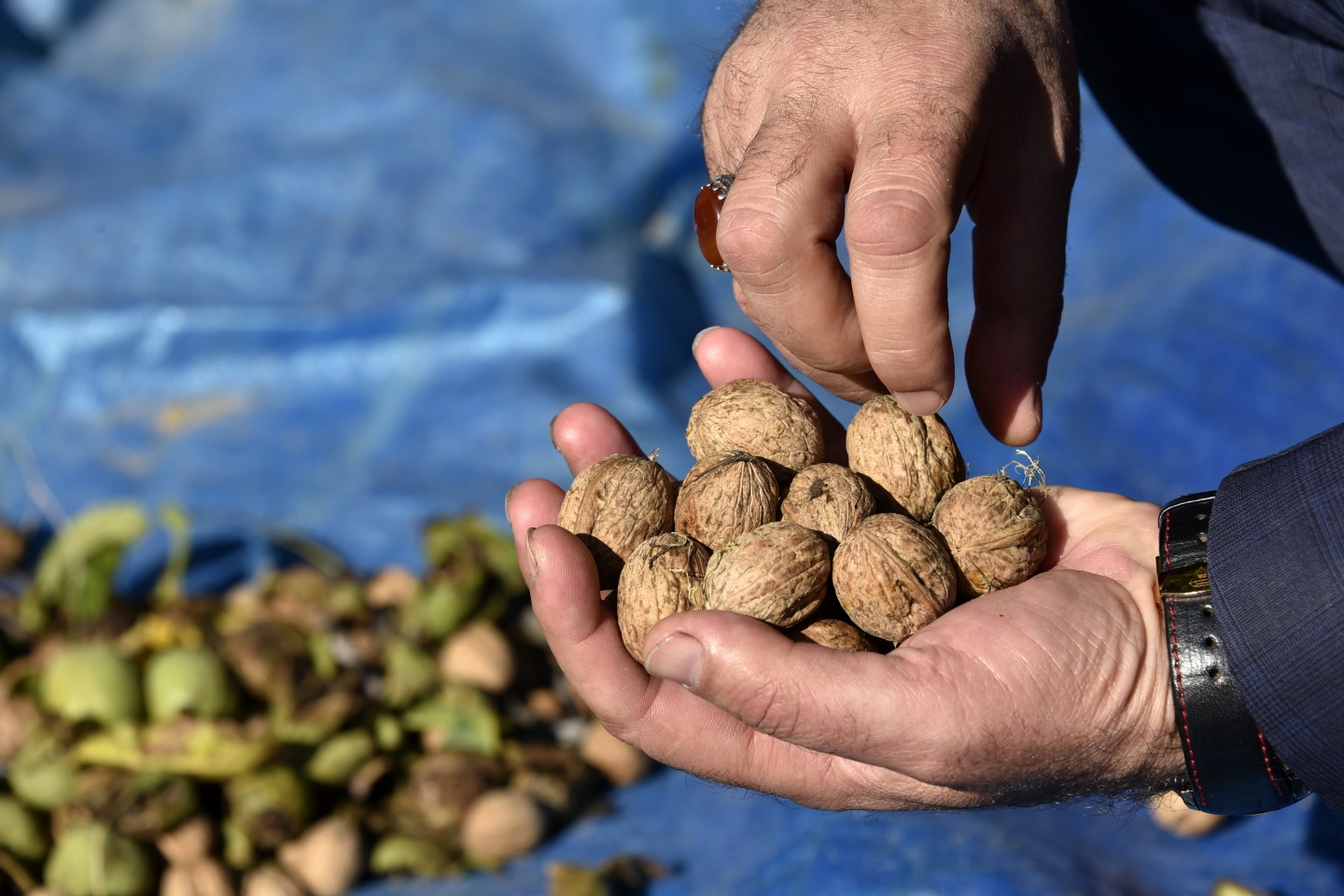 Gümüşhane’de ceviz hasadı tamamlanmak üzere 15