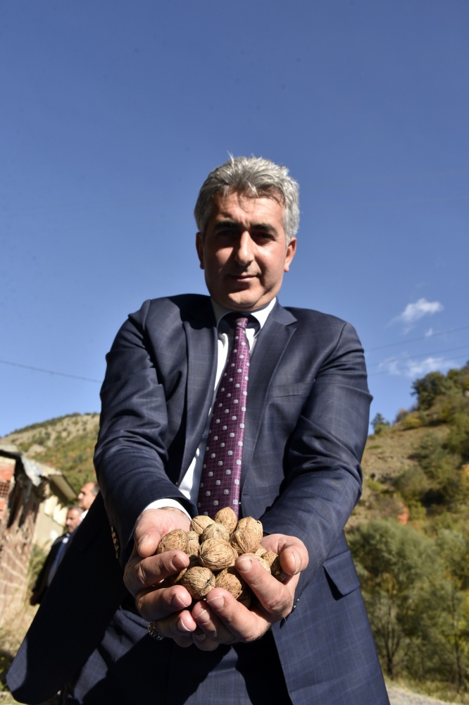 Gümüşhane’de ceviz hasadı tamamlanmak üzere 12