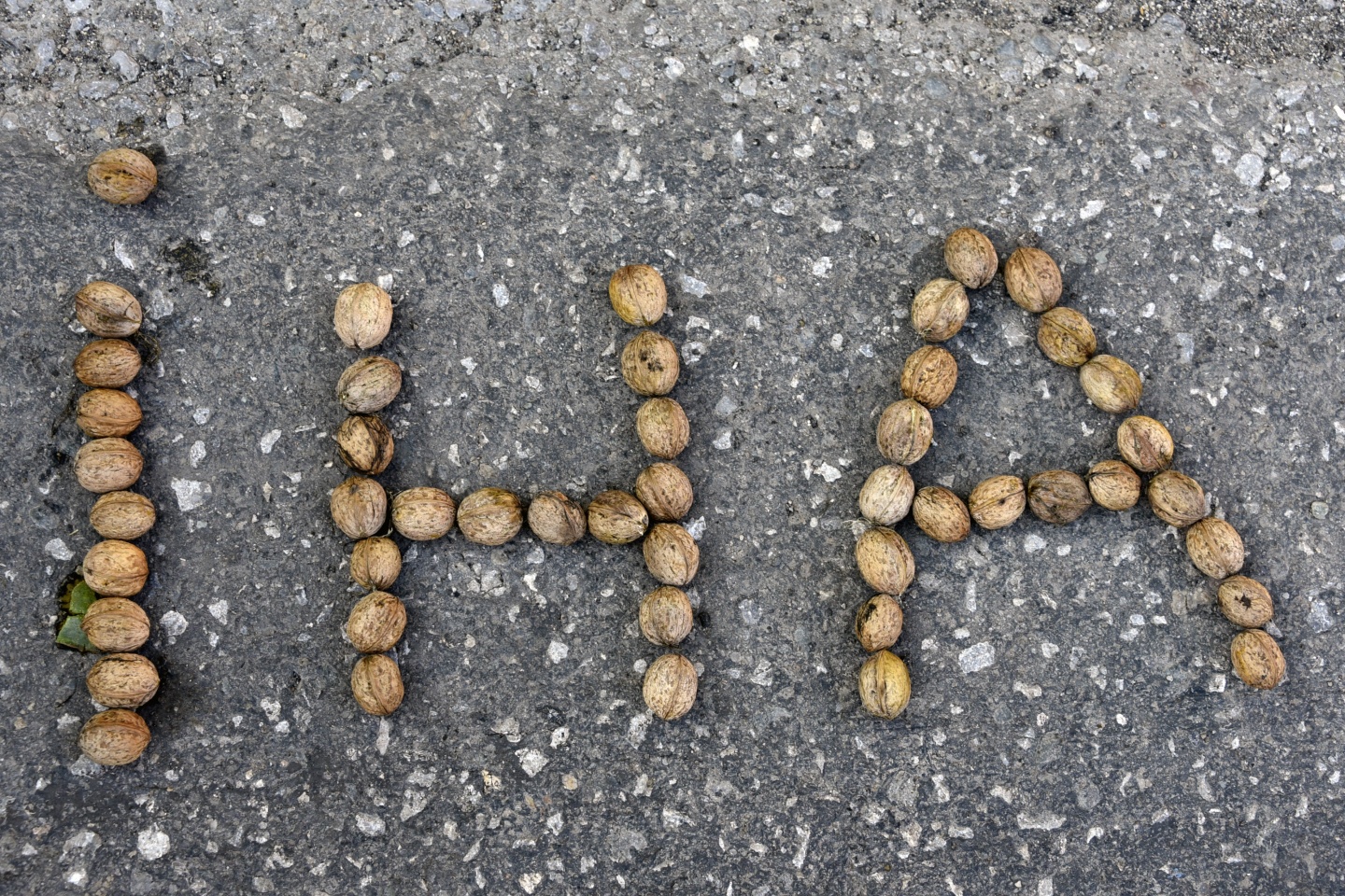 Gümüşhane’de ceviz hasadı tamamlanmak üzere 22