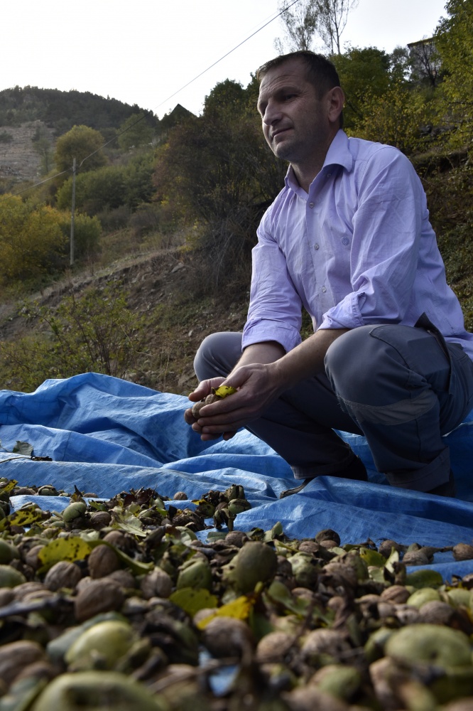 Gümüşhane’de ceviz hasadı tamamlanmak üzere 24