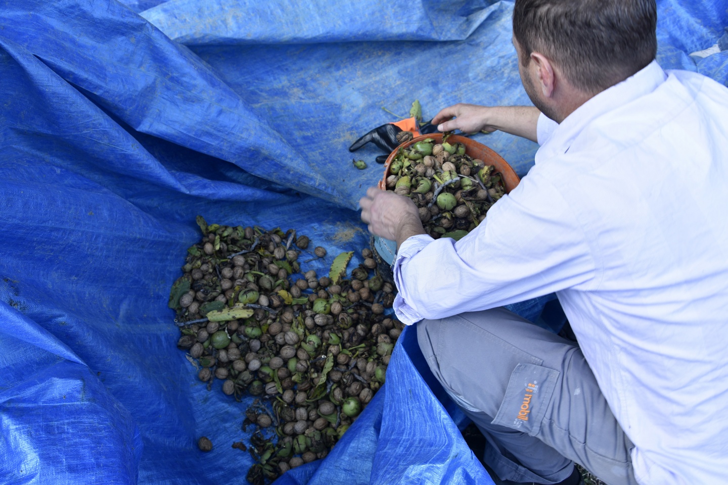 Gümüşhane’de ceviz hasadı tamamlanmak üzere 23