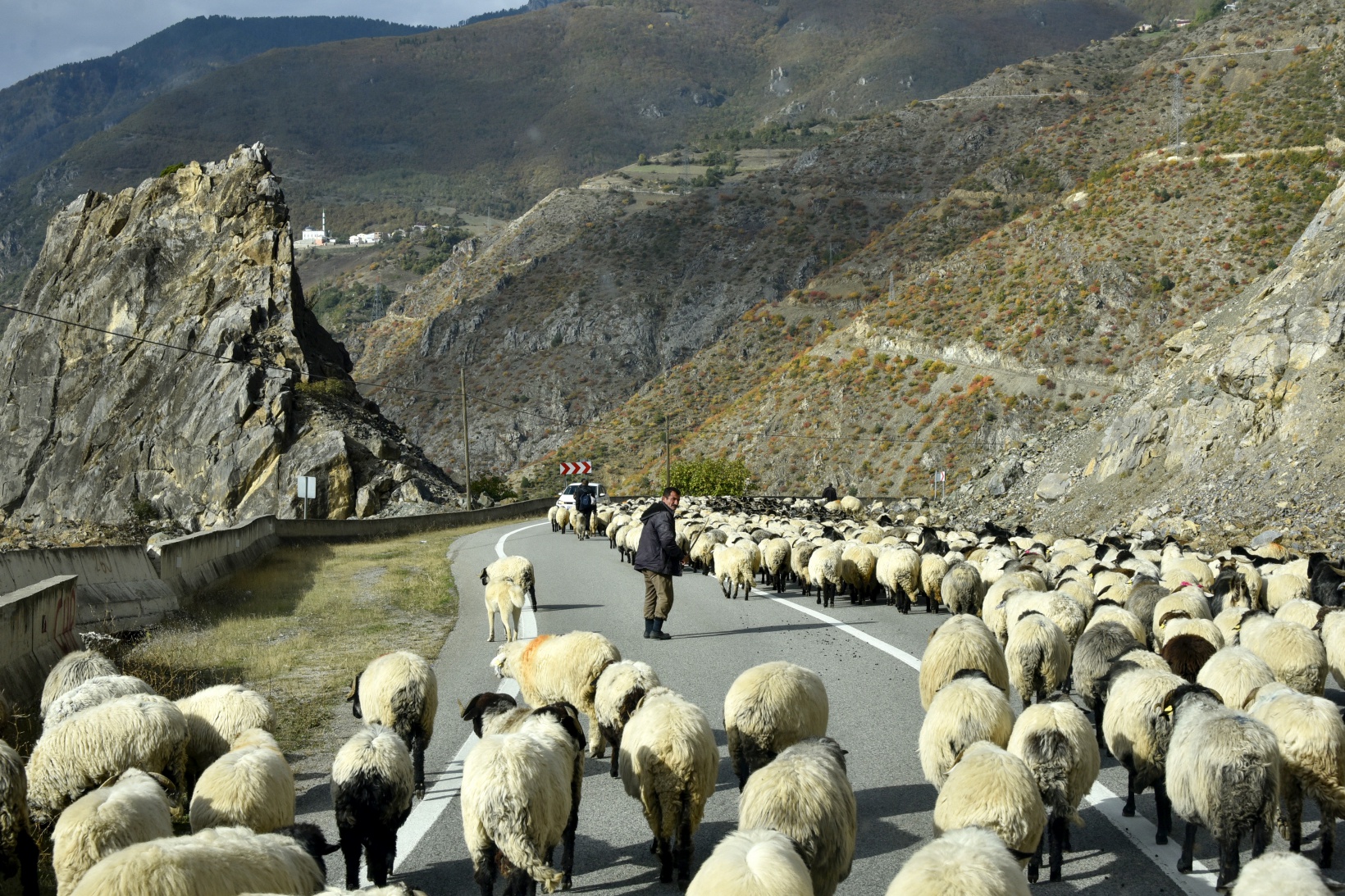 Gümüşhane'nin yüksek yaylalarından sürü göçleri devam ediyor 4