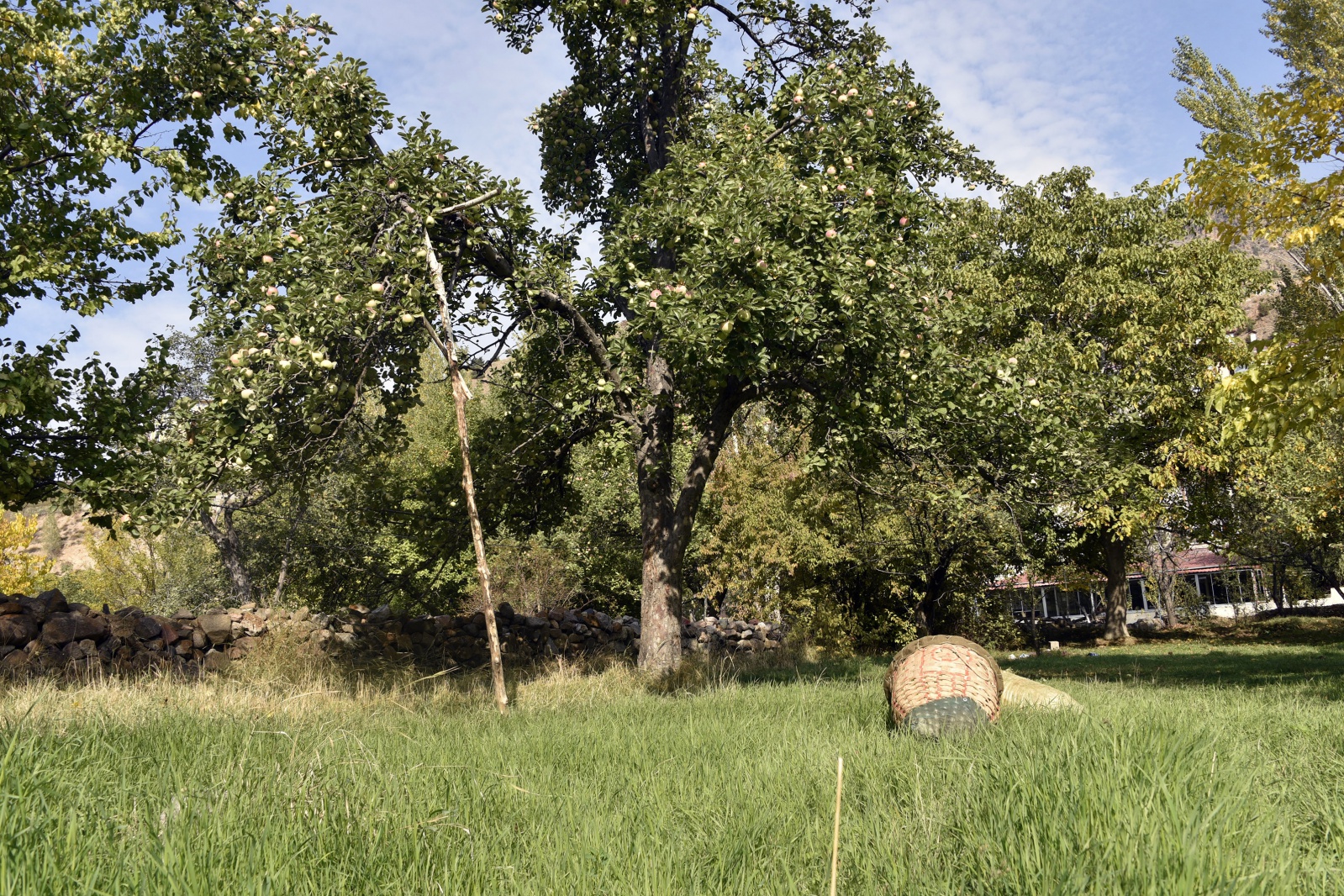 Bu elma sadece Gümüşhane’de yetişiyor 9