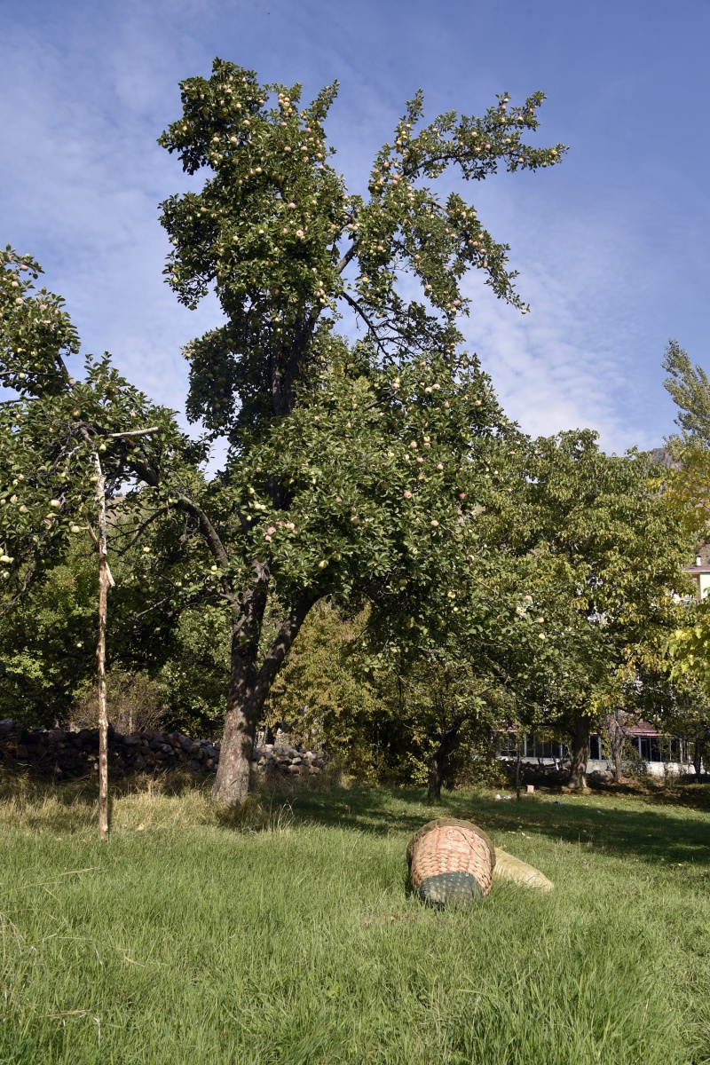 Bu elma sadece Gümüşhane’de yetişiyor 7