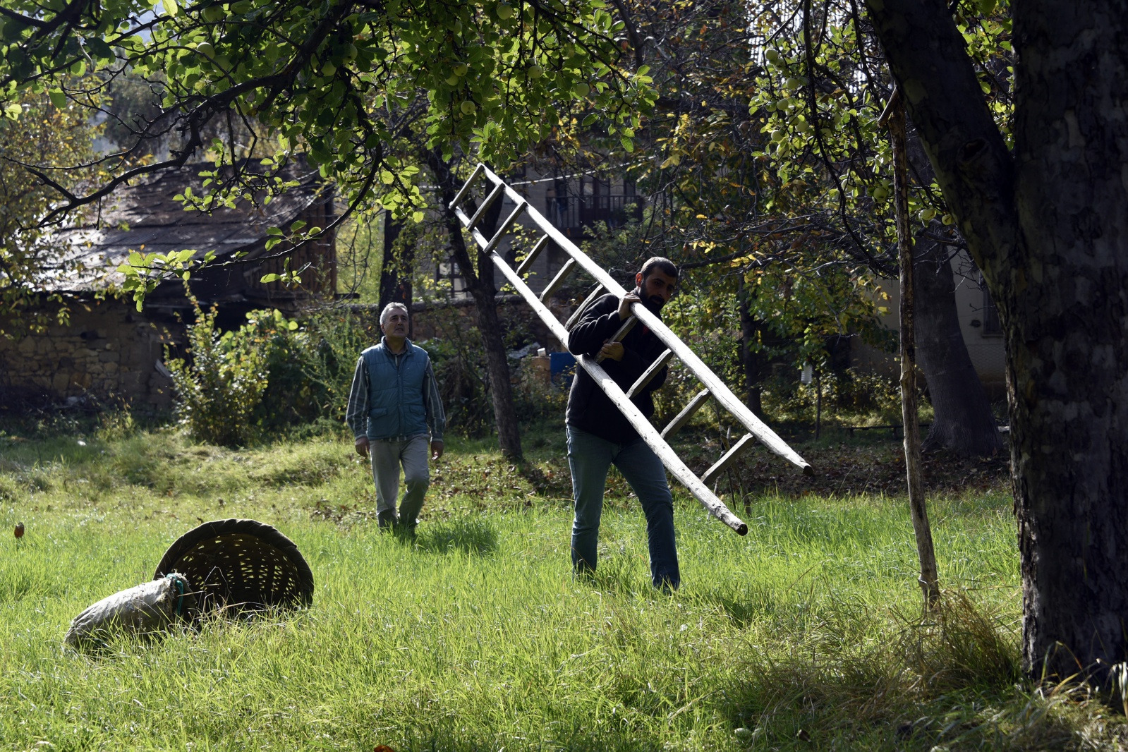 Bu elma sadece Gümüşhane’de yetişiyor 6