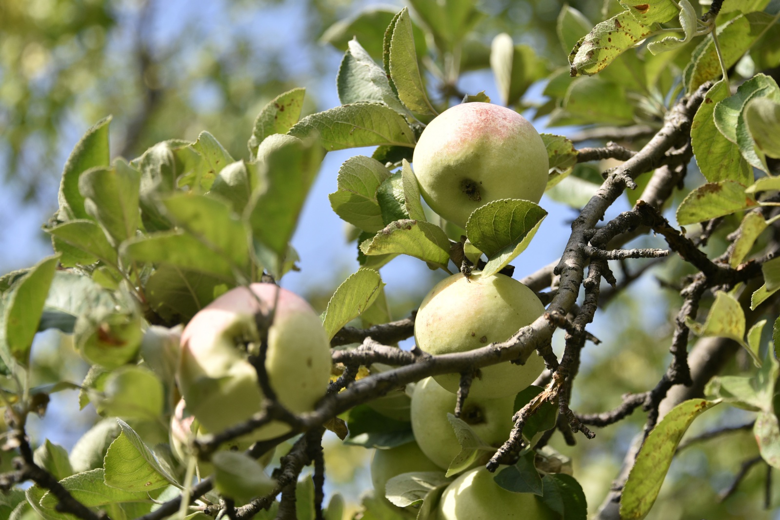 Bu elma sadece Gümüşhane’de yetişiyor 1