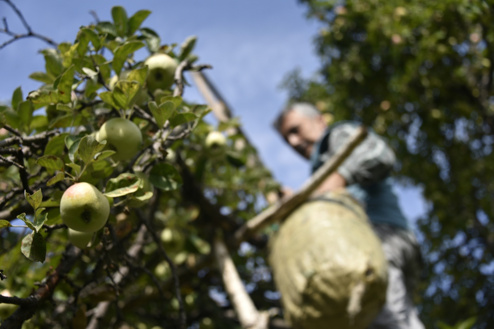 Bu elma sadece Gümüşhane’de yetişiyor 8