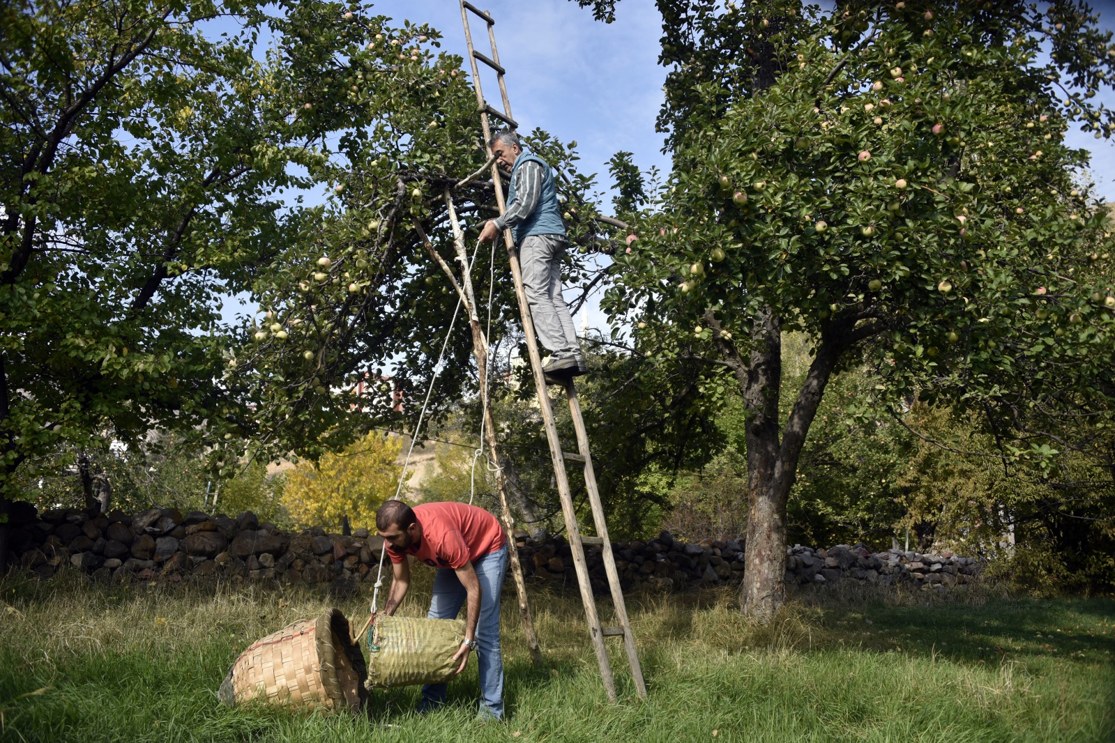 Bu elma sadece Gümüşhane’de yetişiyor 17