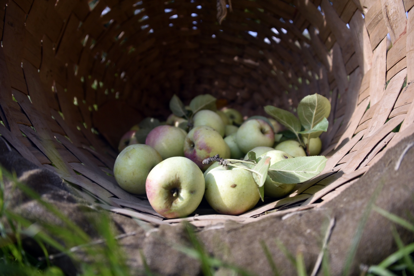 Bu elma sadece Gümüşhane’de yetişiyor 5