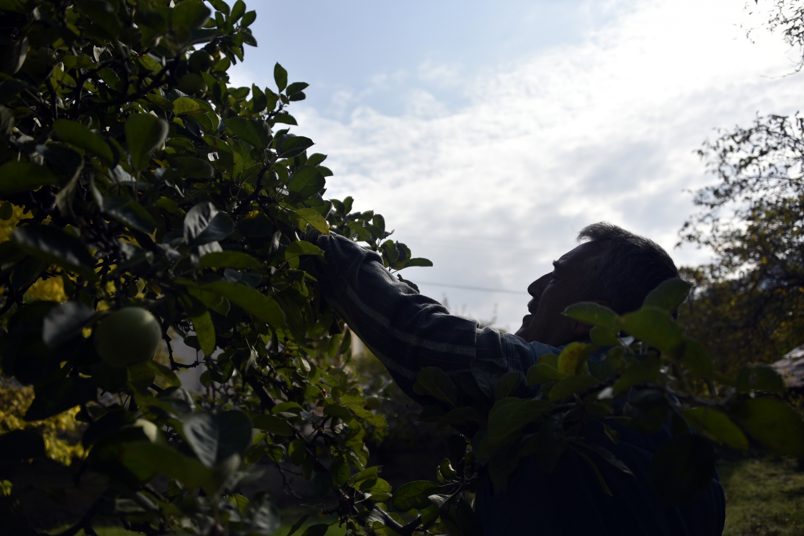 Bu elma sadece Gümüşhane’de yetişiyor 3