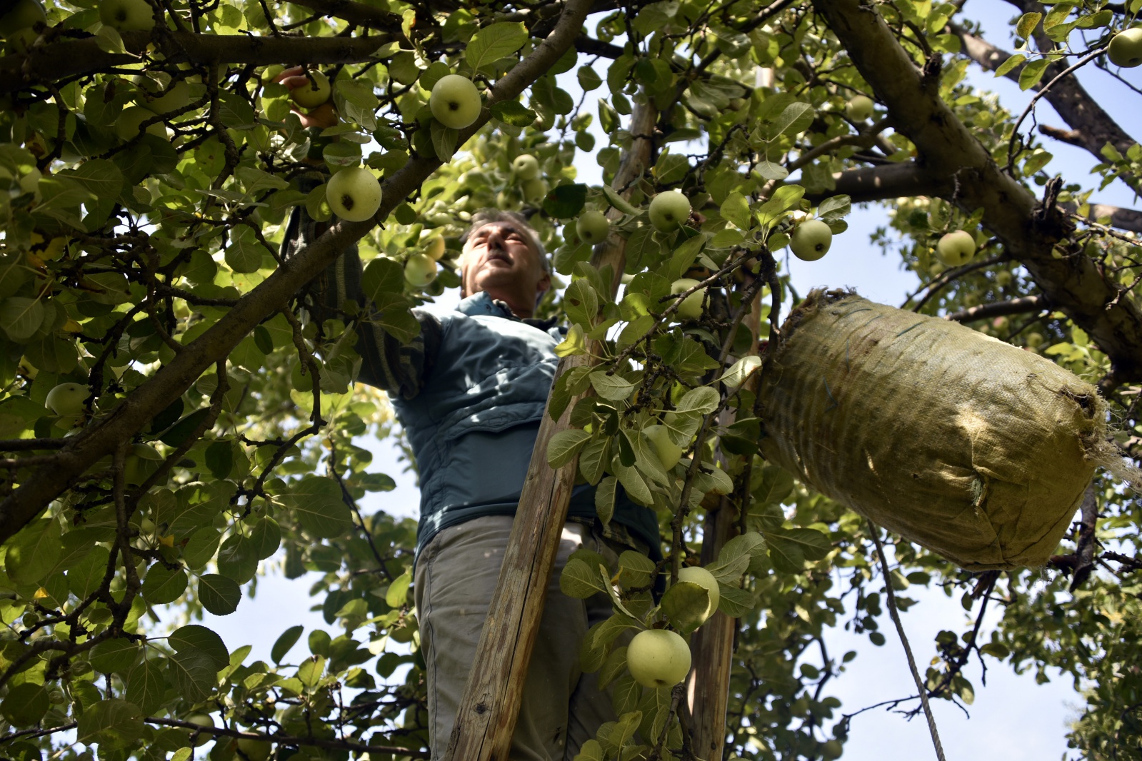 Bu elma sadece Gümüşhane’de yetişiyor 15