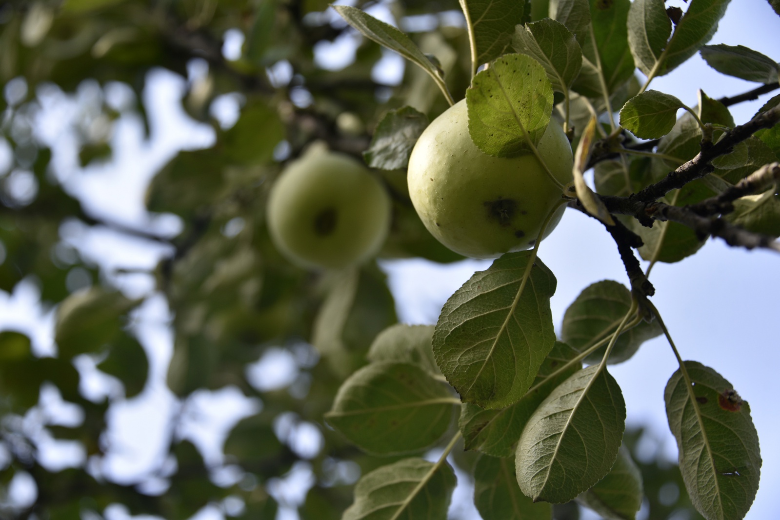 Bu elma sadece Gümüşhane’de yetişiyor 4