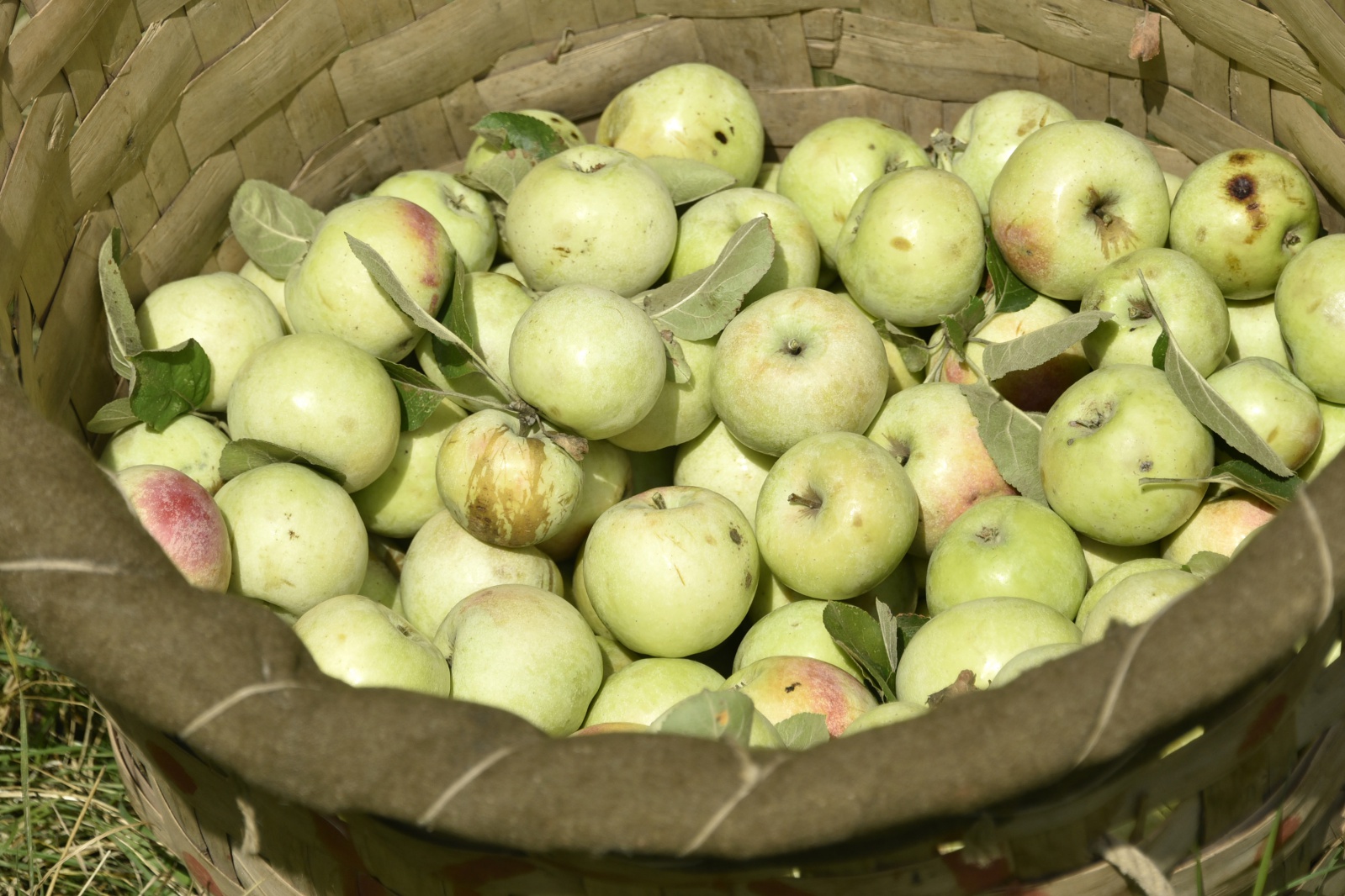 Bu elma sadece Gümüşhane’de yetişiyor 14