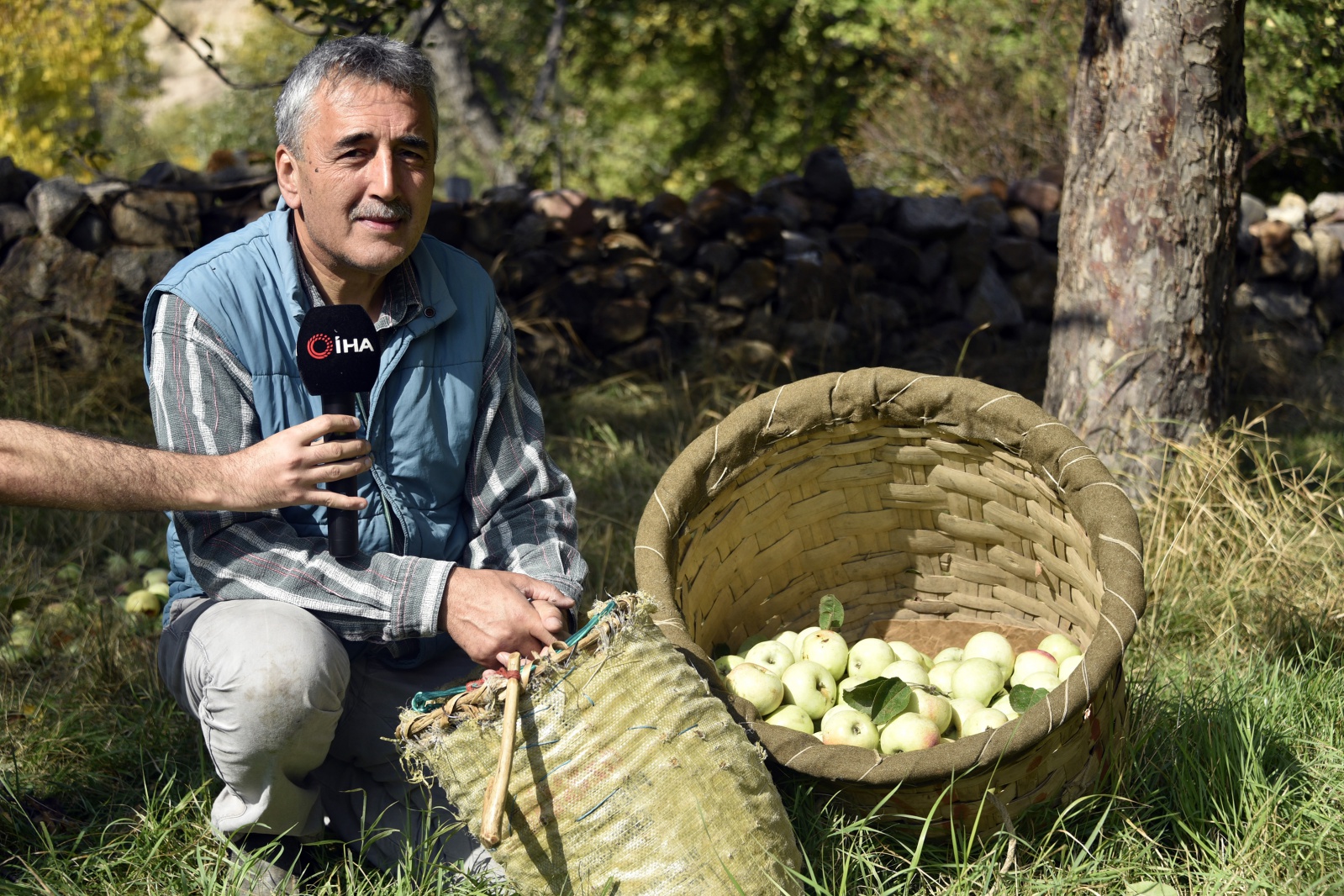 Bu elma sadece Gümüşhane’de yetişiyor 12