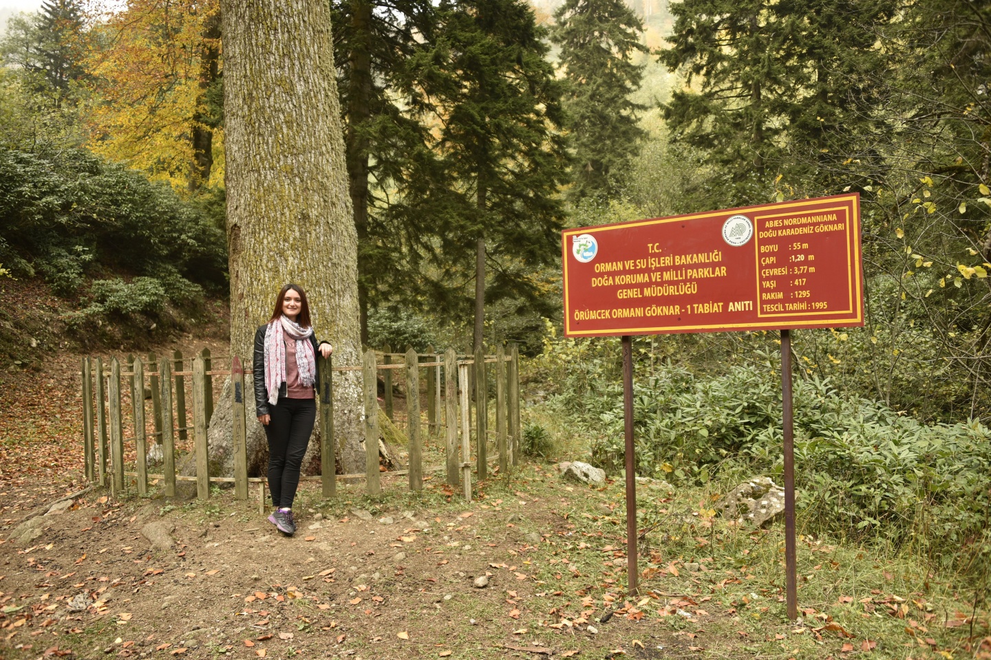 Arapların ‘Hayalimdeki Cennet’ dedikleri Örümcek Ormanlarında sonbahar bir başka güzel 4
