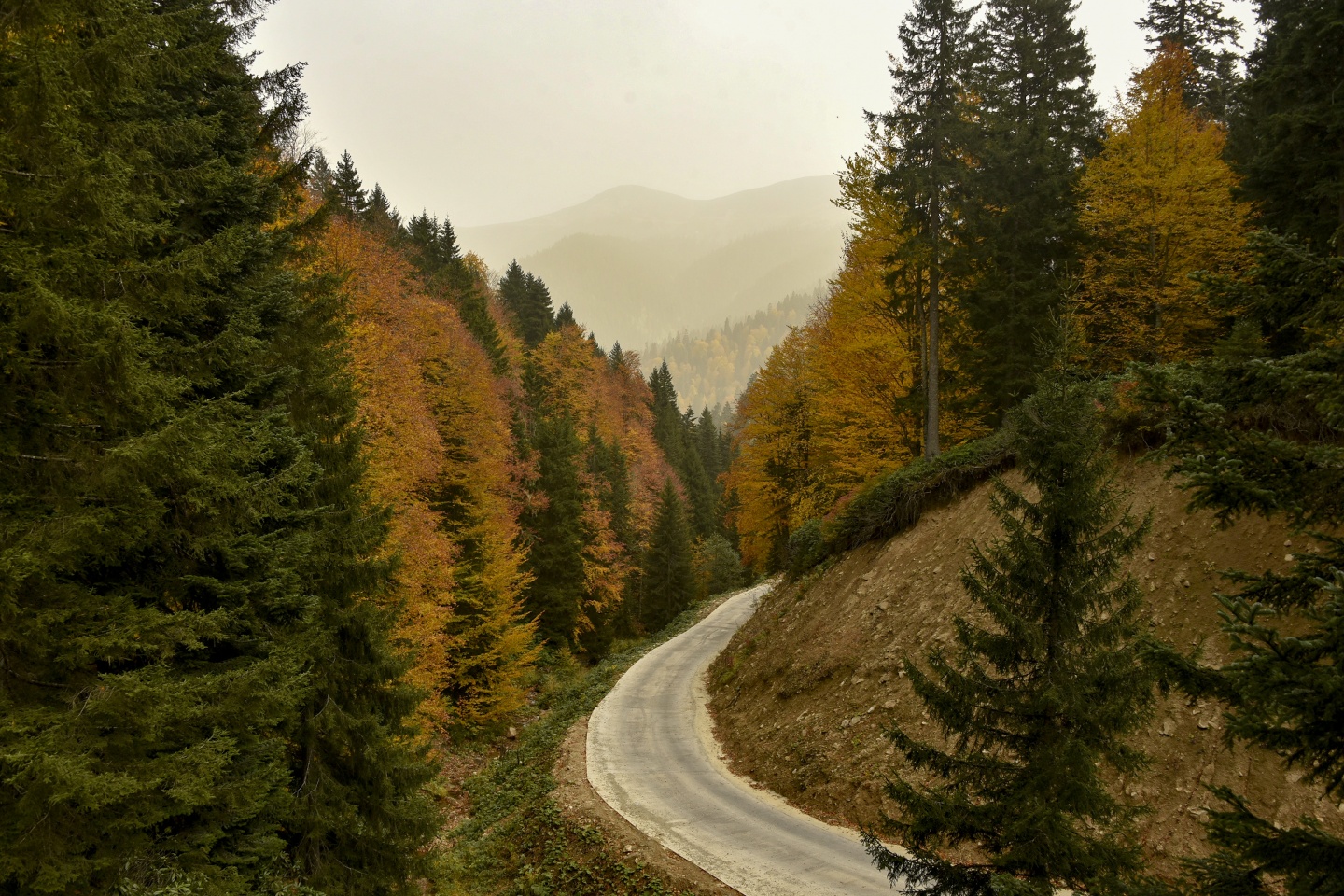 Arapların ‘Hayalimdeki Cennet’ dedikleri Örümcek Ormanlarında sonbahar bir başka güzel 8