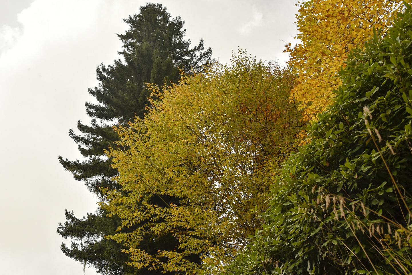 Arapların ‘Hayalimdeki Cennet’ dedikleri Örümcek Ormanlarında sonbahar bir başka güzel 6