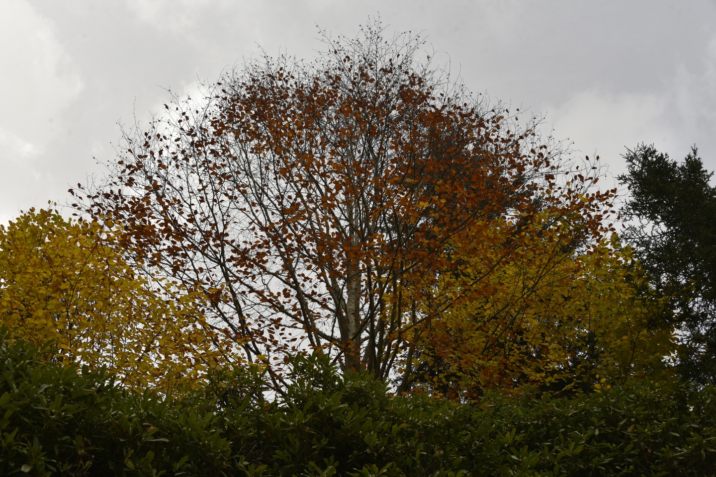 Arapların ‘Hayalimdeki Cennet’ dedikleri Örümcek Ormanlarında sonbahar bir başka güzel 9