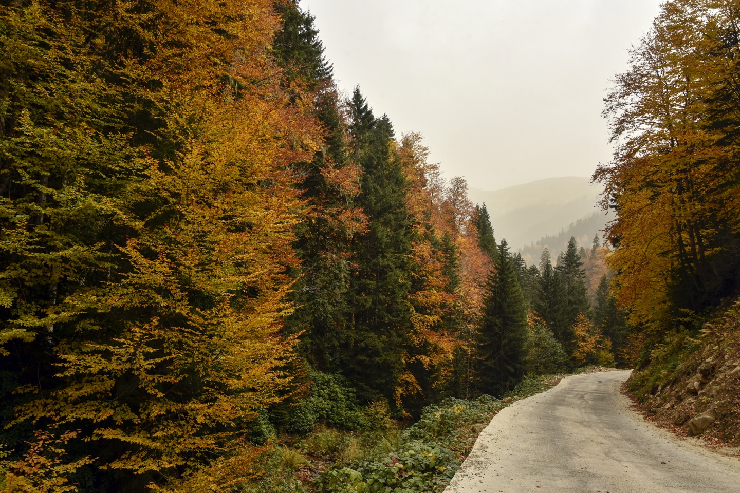 Arapların ‘Hayalimdeki Cennet’ dedikleri Örümcek Ormanlarında sonbahar bir başka güzel 11