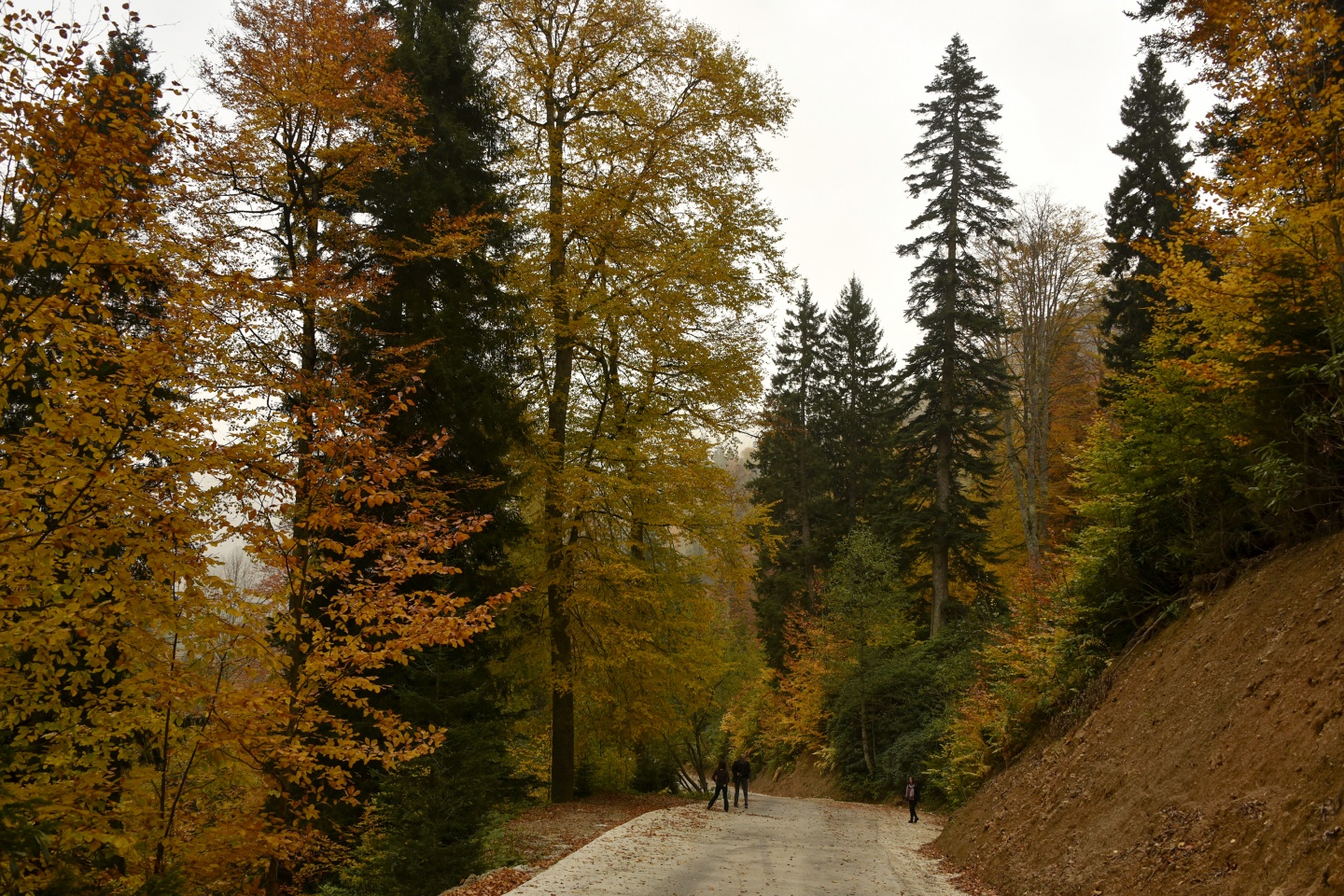 Arapların ‘Hayalimdeki Cennet’ dedikleri Örümcek Ormanlarında sonbahar bir başka güzel 12