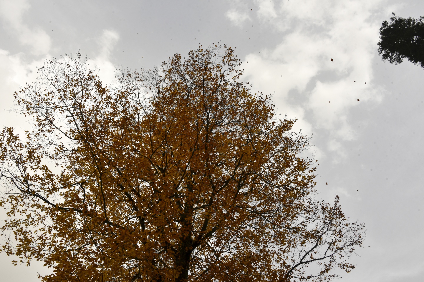 Arapların ‘Hayalimdeki Cennet’ dedikleri Örümcek Ormanlarında sonbahar bir başka güzel 16