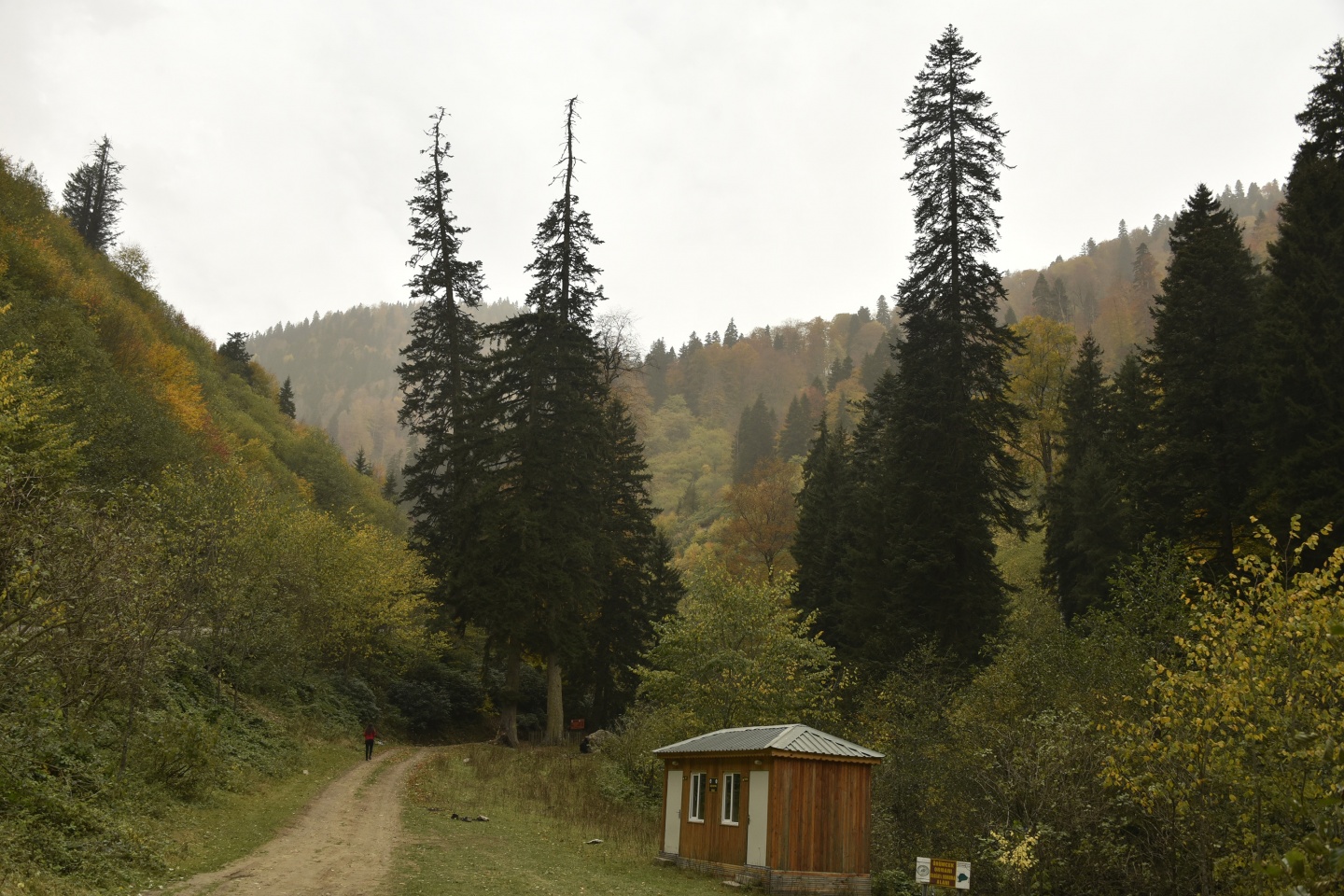 Arapların ‘Hayalimdeki Cennet’ dedikleri Örümcek Ormanlarında sonbahar bir başka güzel 14