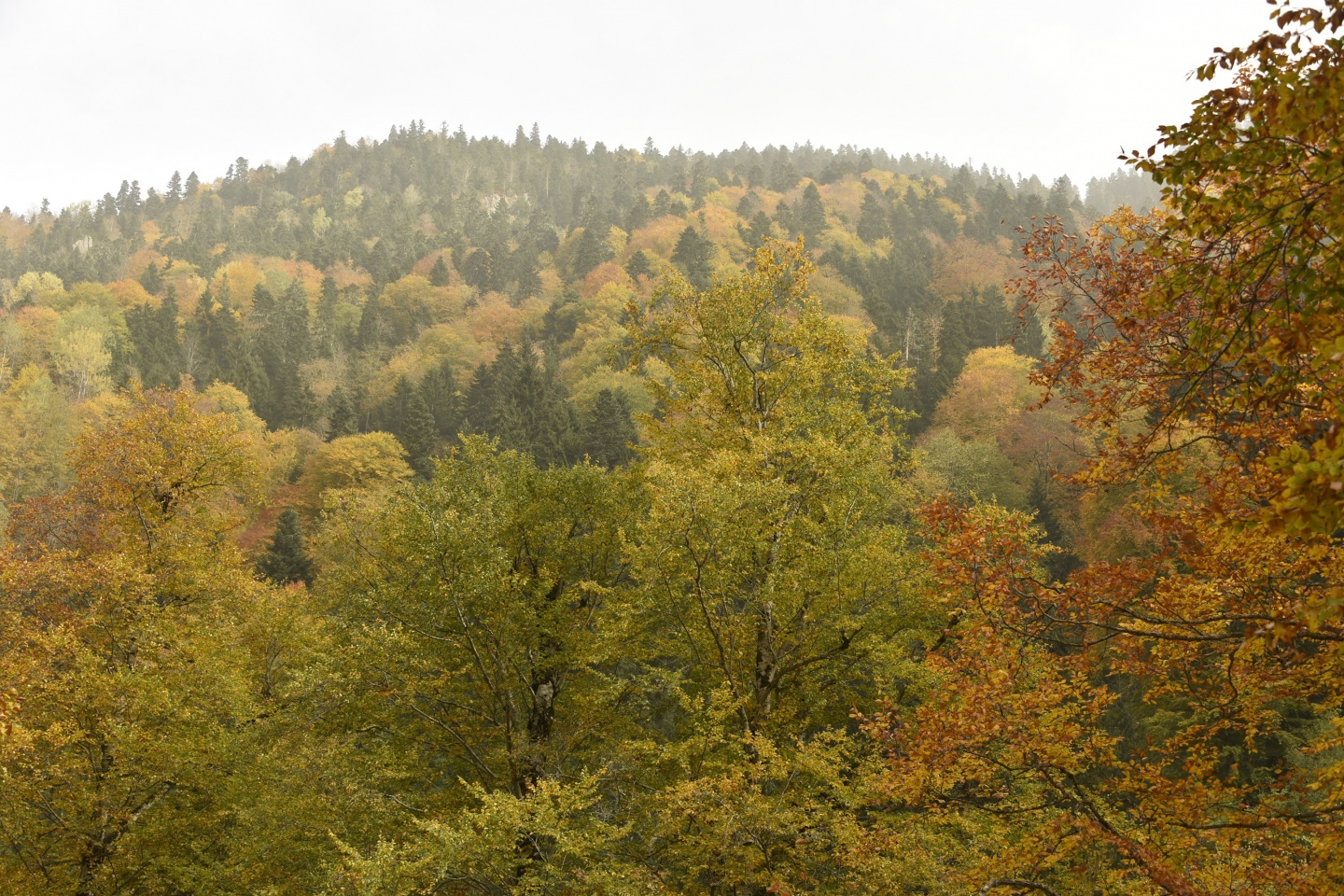 Arapların ‘Hayalimdeki Cennet’ dedikleri Örümcek Ormanlarında sonbahar bir başka güzel 17