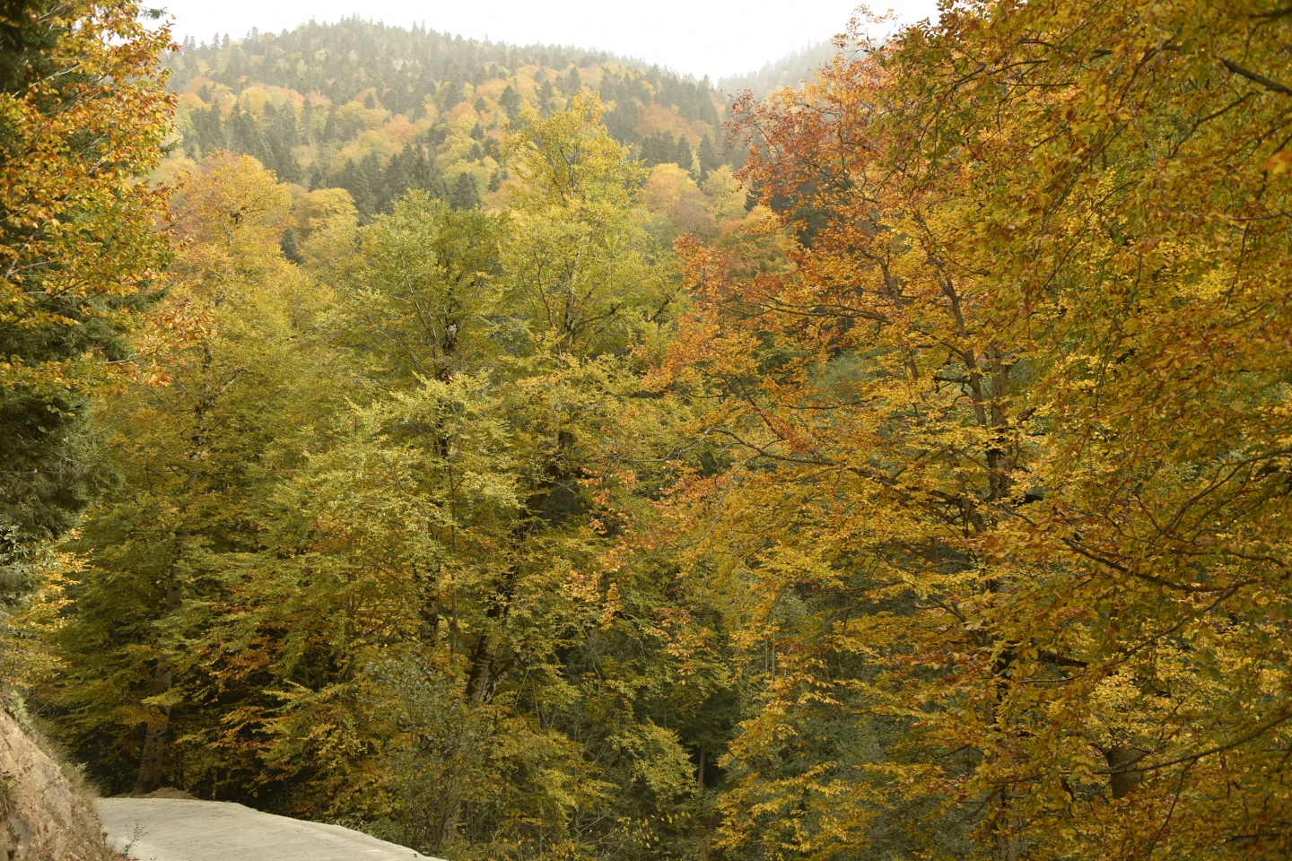 Arapların ‘Hayalimdeki Cennet’ dedikleri Örümcek Ormanlarında sonbahar bir başka güzel 21