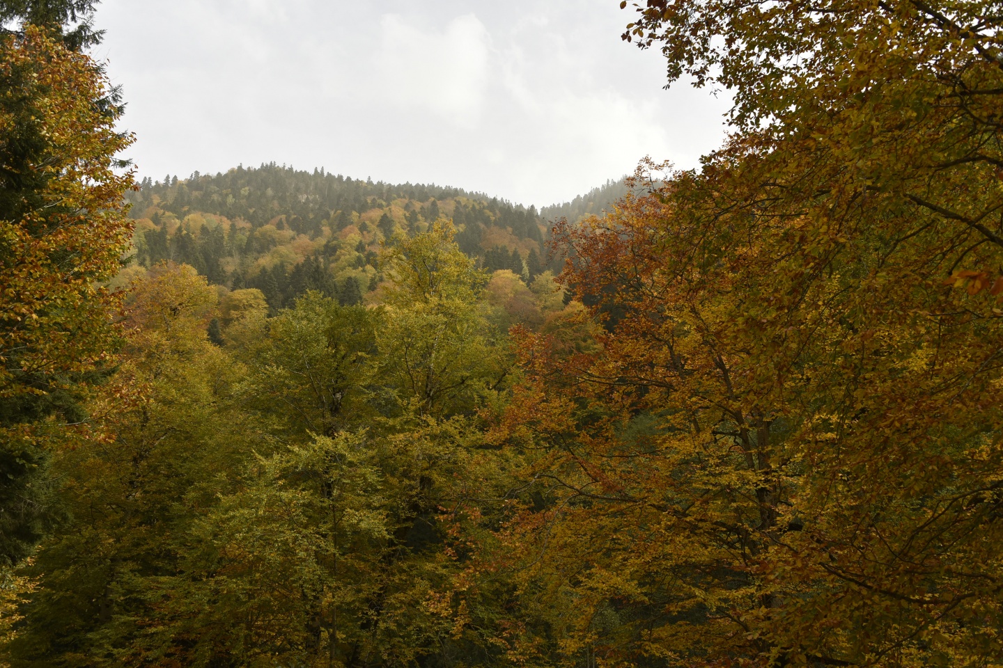 Arapların ‘Hayalimdeki Cennet’ dedikleri Örümcek Ormanlarında sonbahar bir başka güzel 20