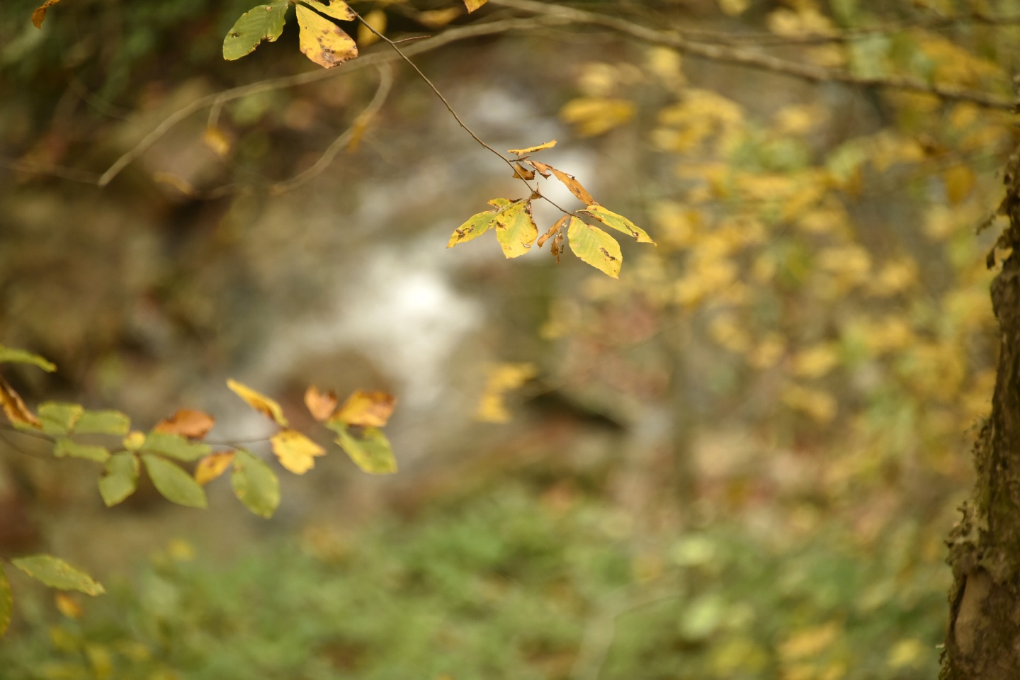 Arapların ‘Hayalimdeki Cennet’ dedikleri Örümcek Ormanlarında sonbahar bir başka güzel 19
