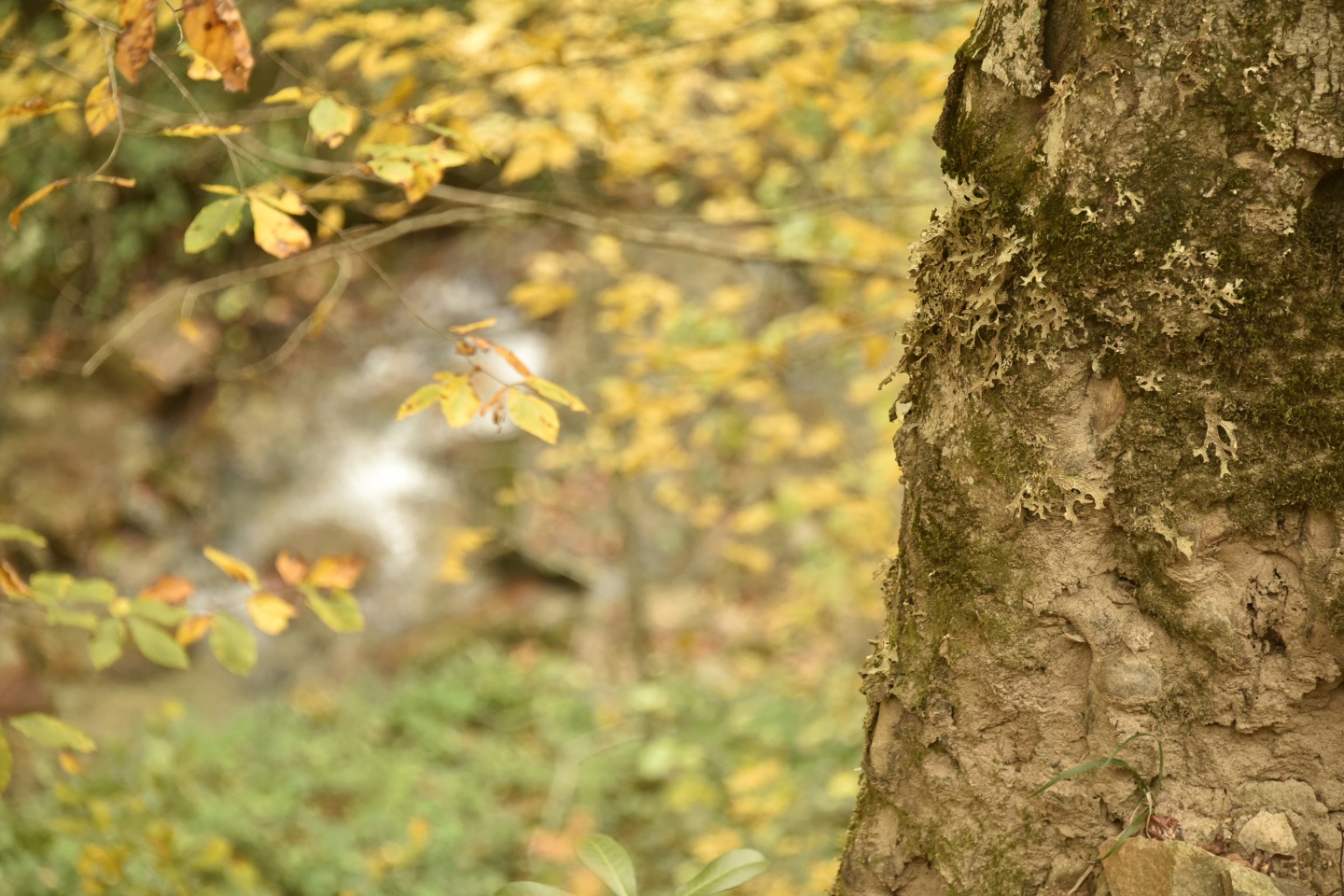 Arapların ‘Hayalimdeki Cennet’ dedikleri Örümcek Ormanlarında sonbahar bir başka güzel 22