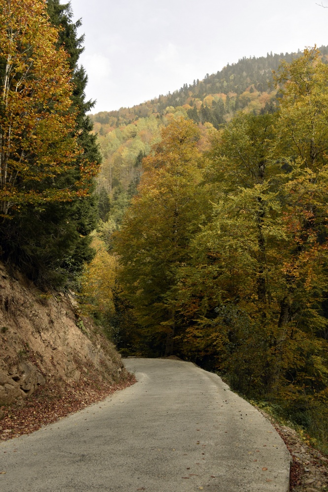 Arapların ‘Hayalimdeki Cennet’ dedikleri Örümcek Ormanlarında sonbahar bir başka güzel 23