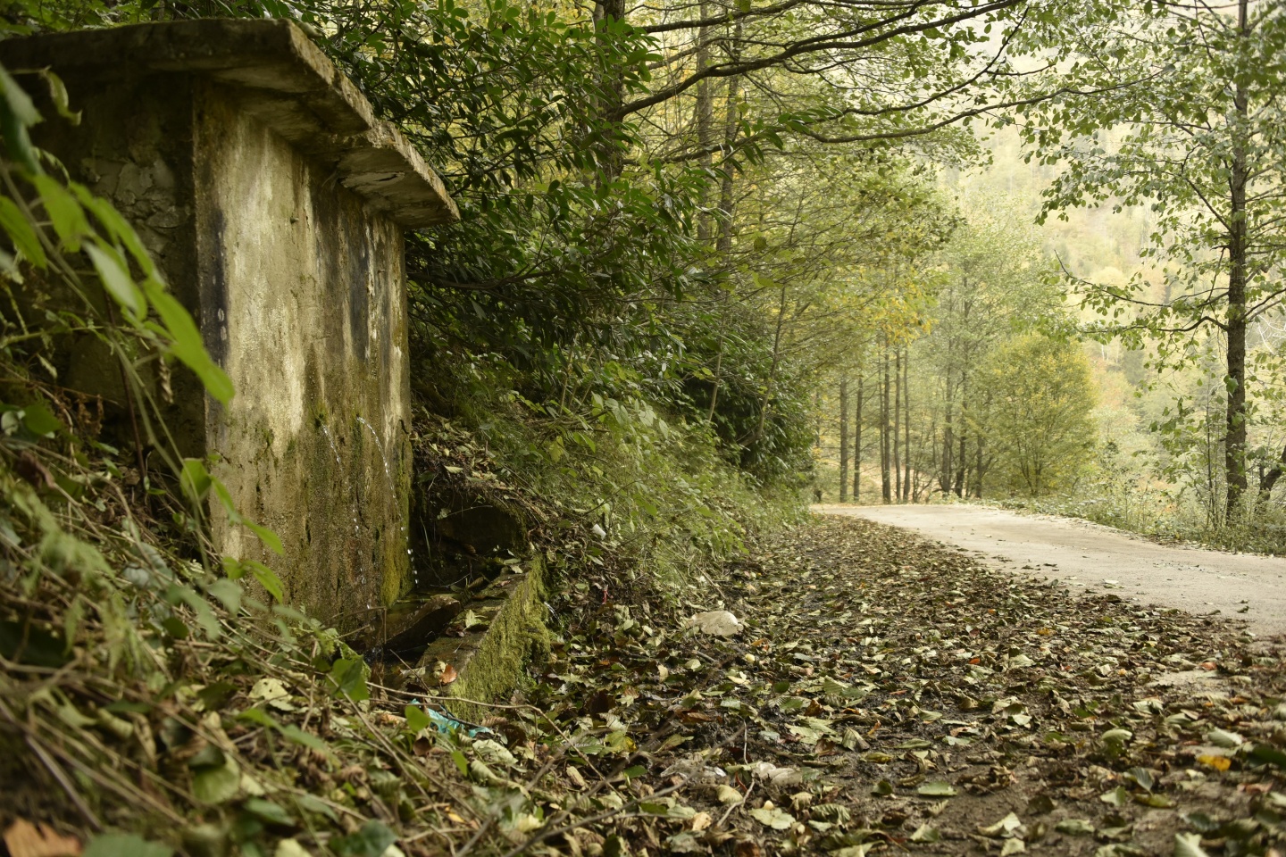 Arapların ‘Hayalimdeki Cennet’ dedikleri Örümcek Ormanlarında sonbahar bir başka güzel 24