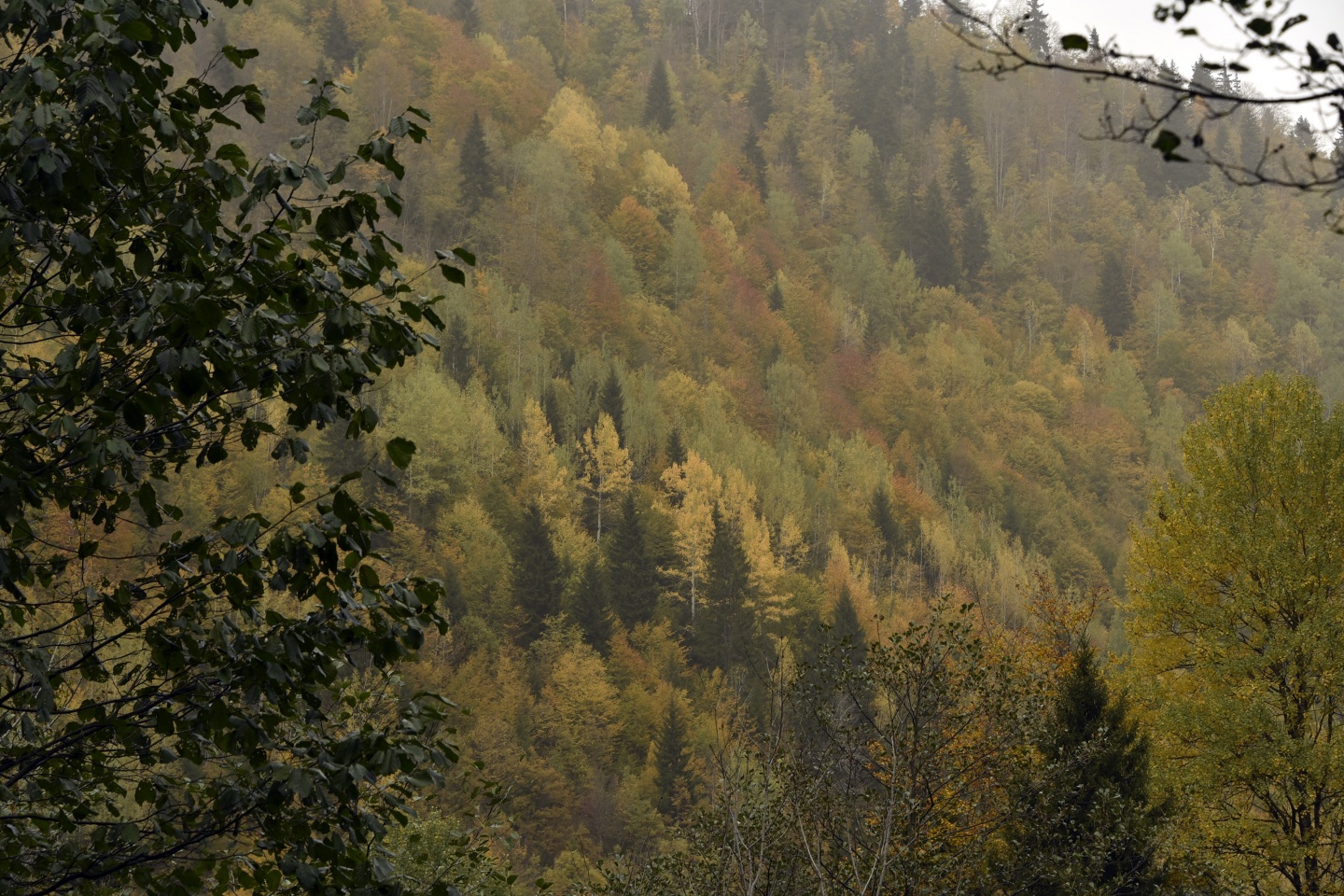 Arapların ‘Hayalimdeki Cennet’ dedikleri Örümcek Ormanlarında sonbahar bir başka güzel 25