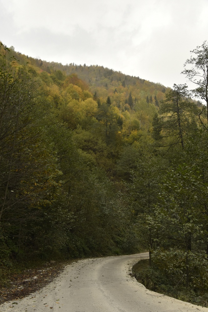 Arapların ‘Hayalimdeki Cennet’ dedikleri Örümcek Ormanlarında sonbahar bir başka güzel 27