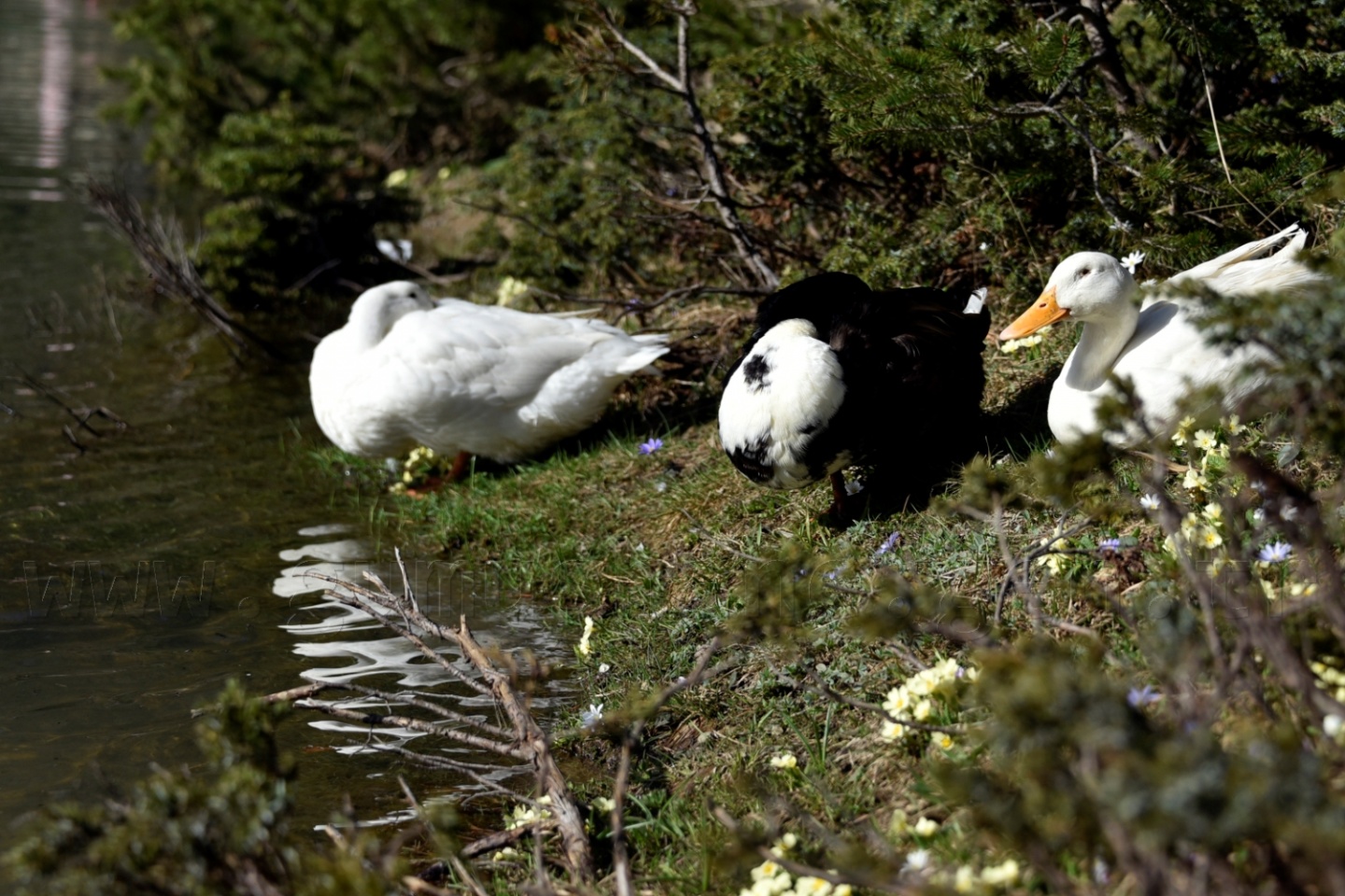 'Karadeniz’e yeni Uzungölller, Sümelalar lazım' 10
