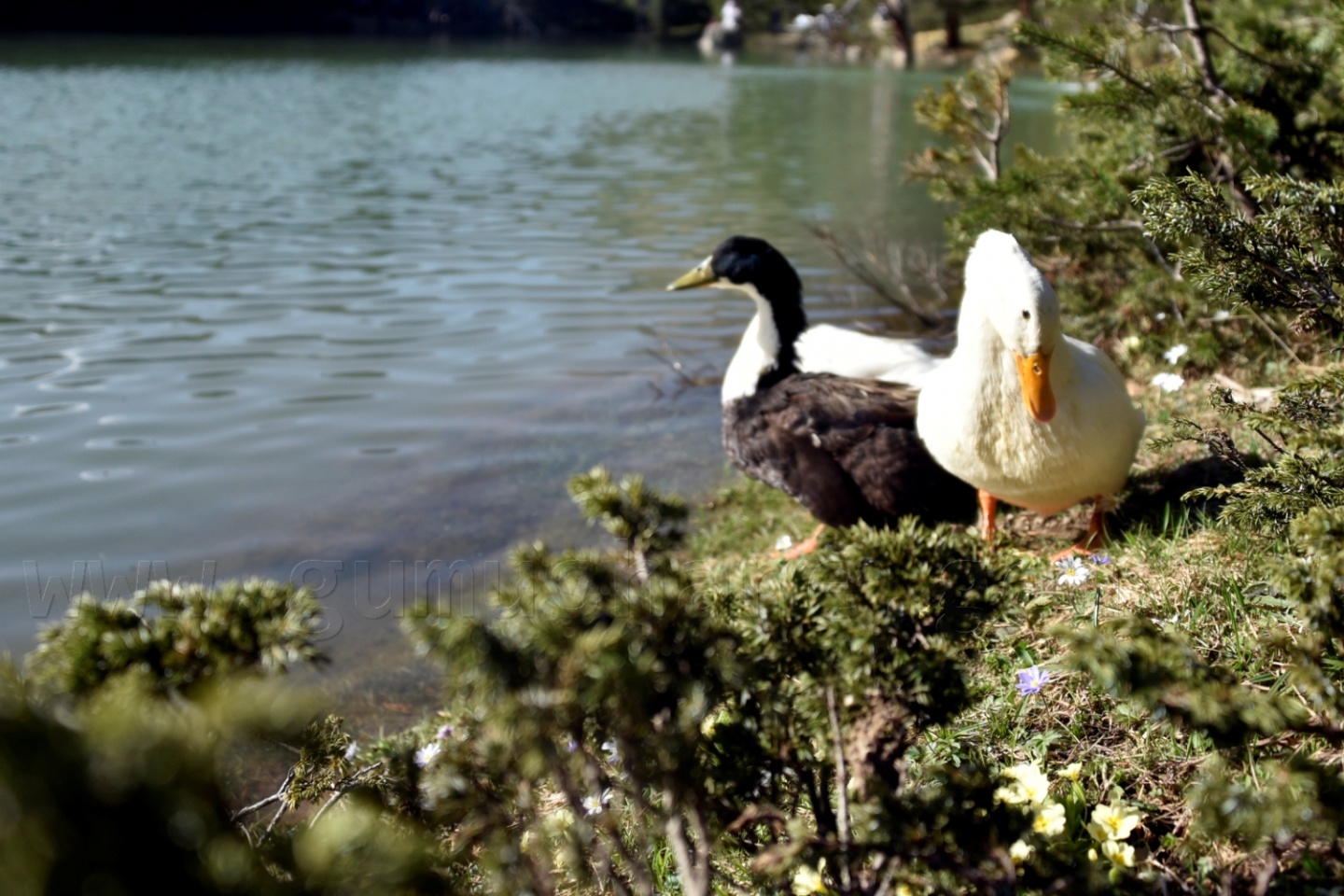 'Karadeniz’e yeni Uzungölller, Sümelalar lazım' 22