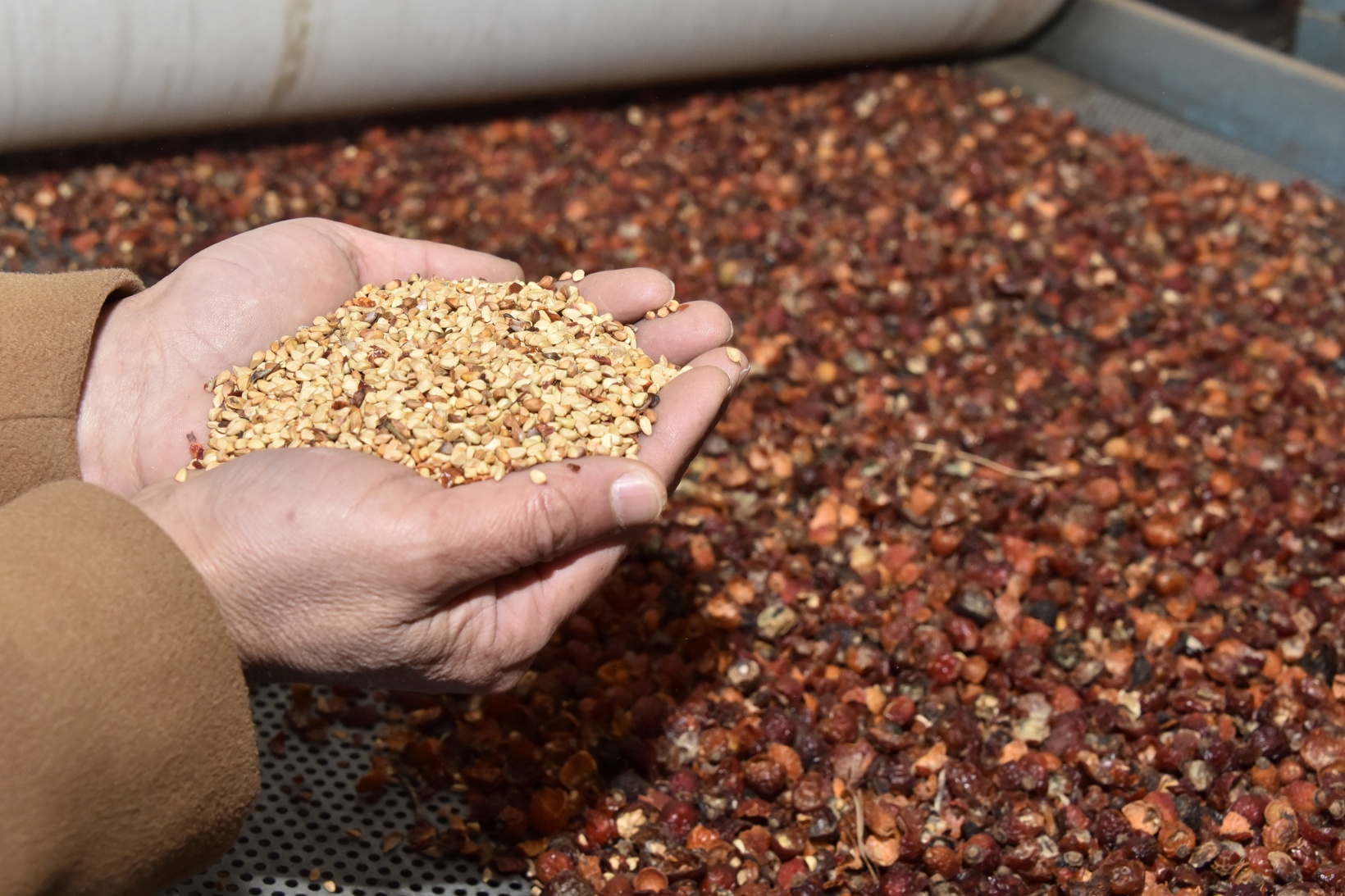 Yıllardır çöpe atılıyordu değeri yeni anlaşıldı 12