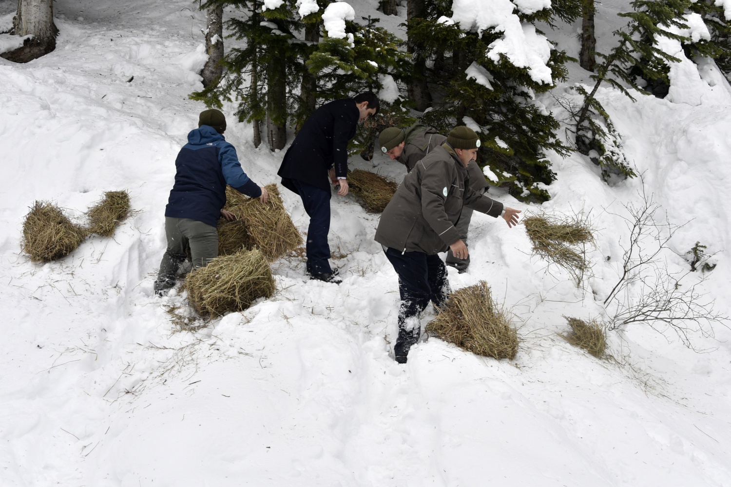 Gümüşhane’de yaban hayatı yemleme çalışmaları devam ediyor 11