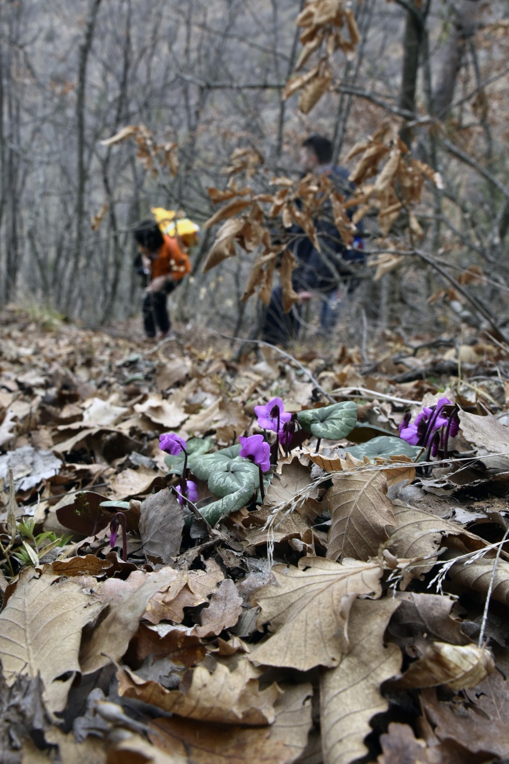 Gümüşhaneli dağcılardan zorlu “İstiklal” yürüyüşü 1