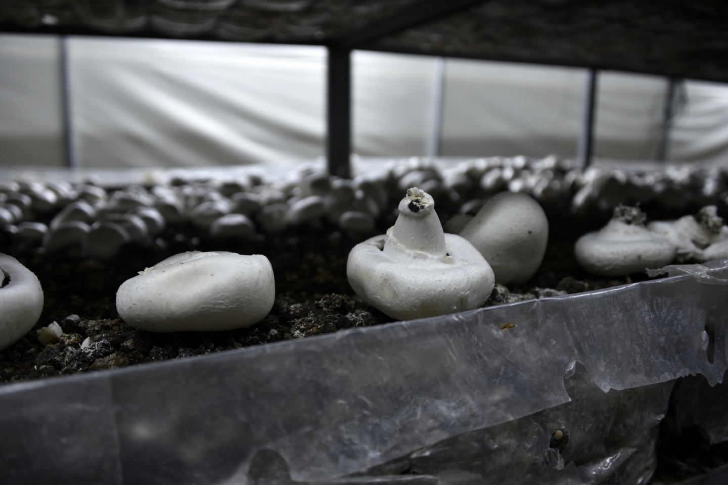 Olmaz denileni yaptı şimdi binlerce ton mantar üretiyor 1