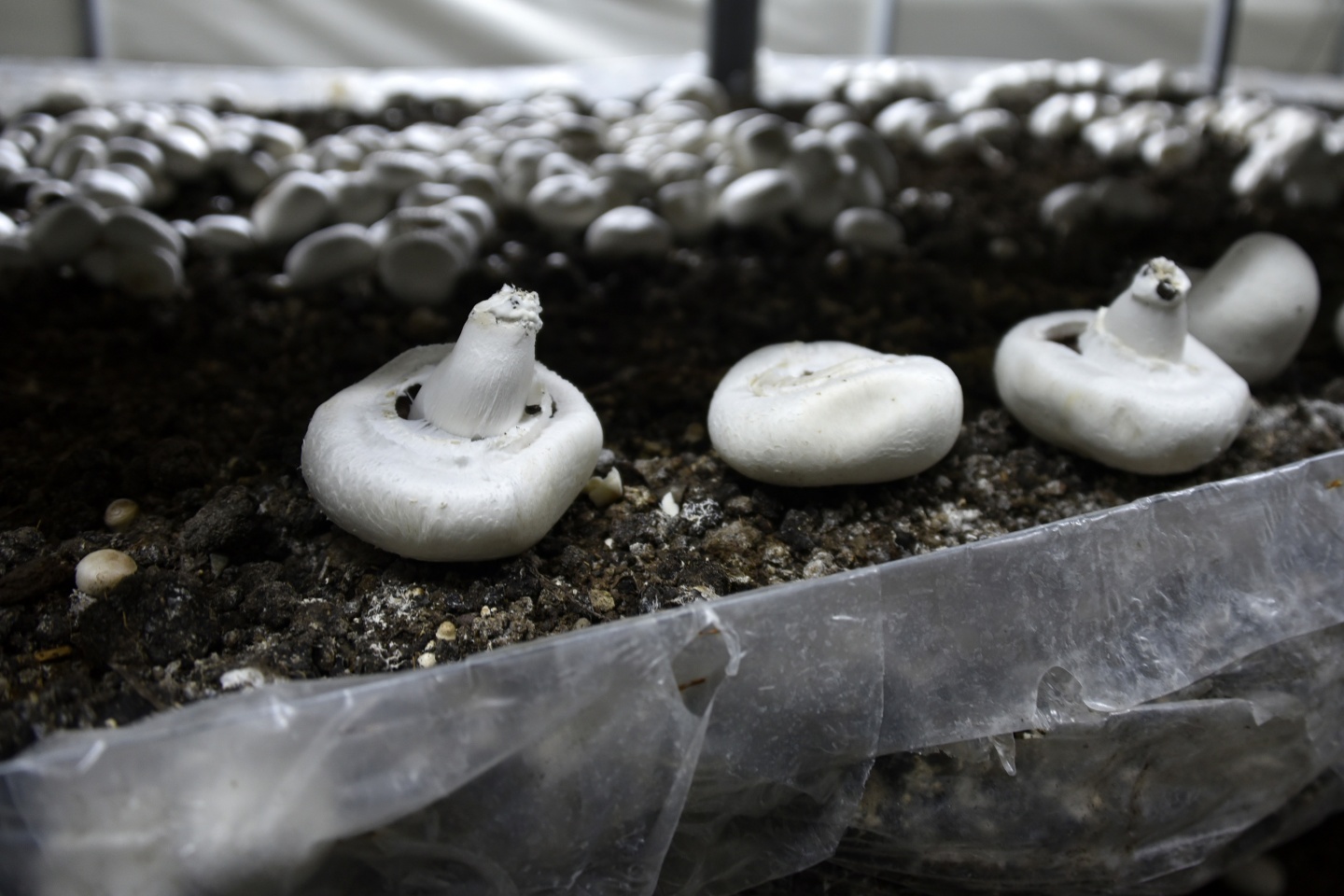 Olmaz denileni yaptı şimdi binlerce ton mantar üretiyor 3