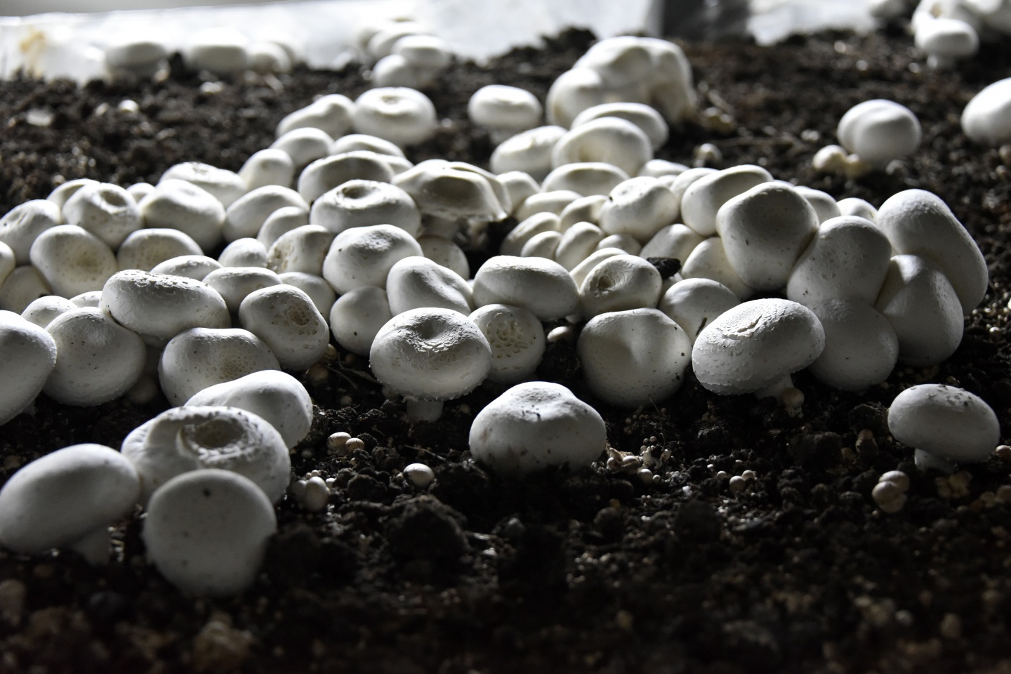 Olmaz denileni yaptı şimdi binlerce ton mantar üretiyor 7