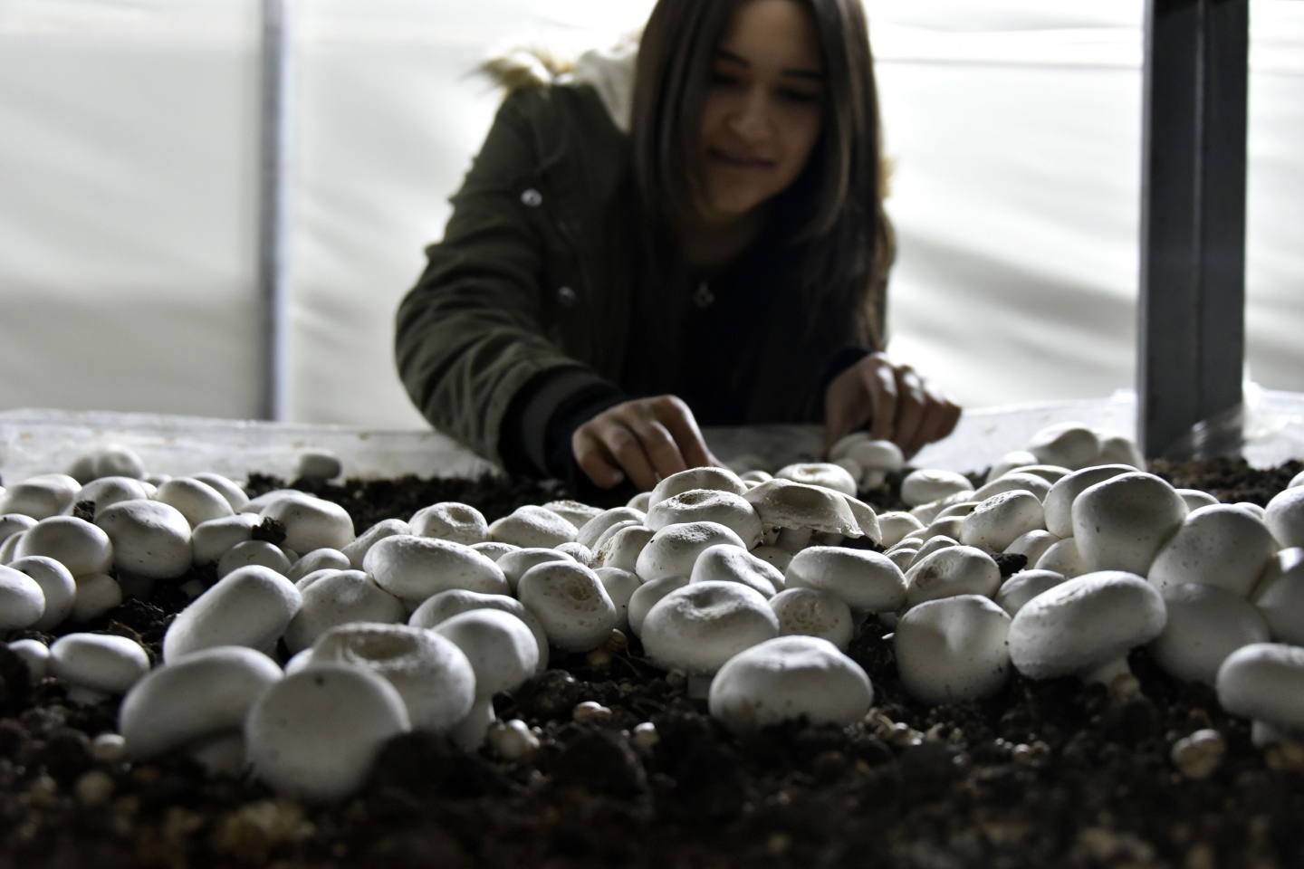 Olmaz denileni yaptı şimdi binlerce ton mantar üretiyor 4