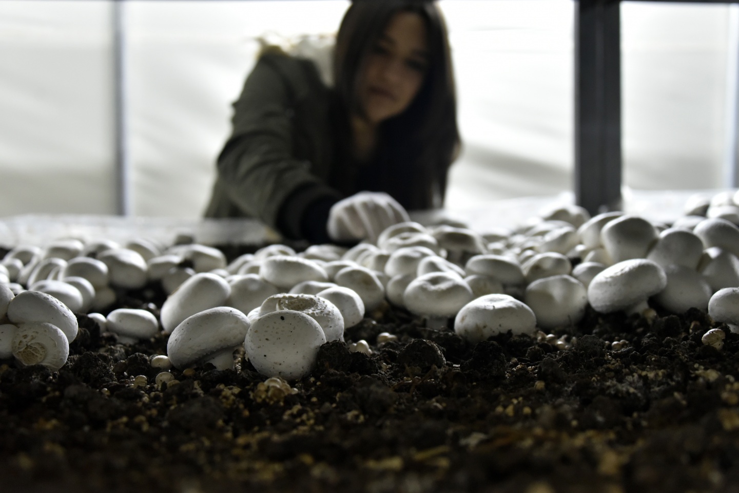 Olmaz denileni yaptı şimdi binlerce ton mantar üretiyor 8