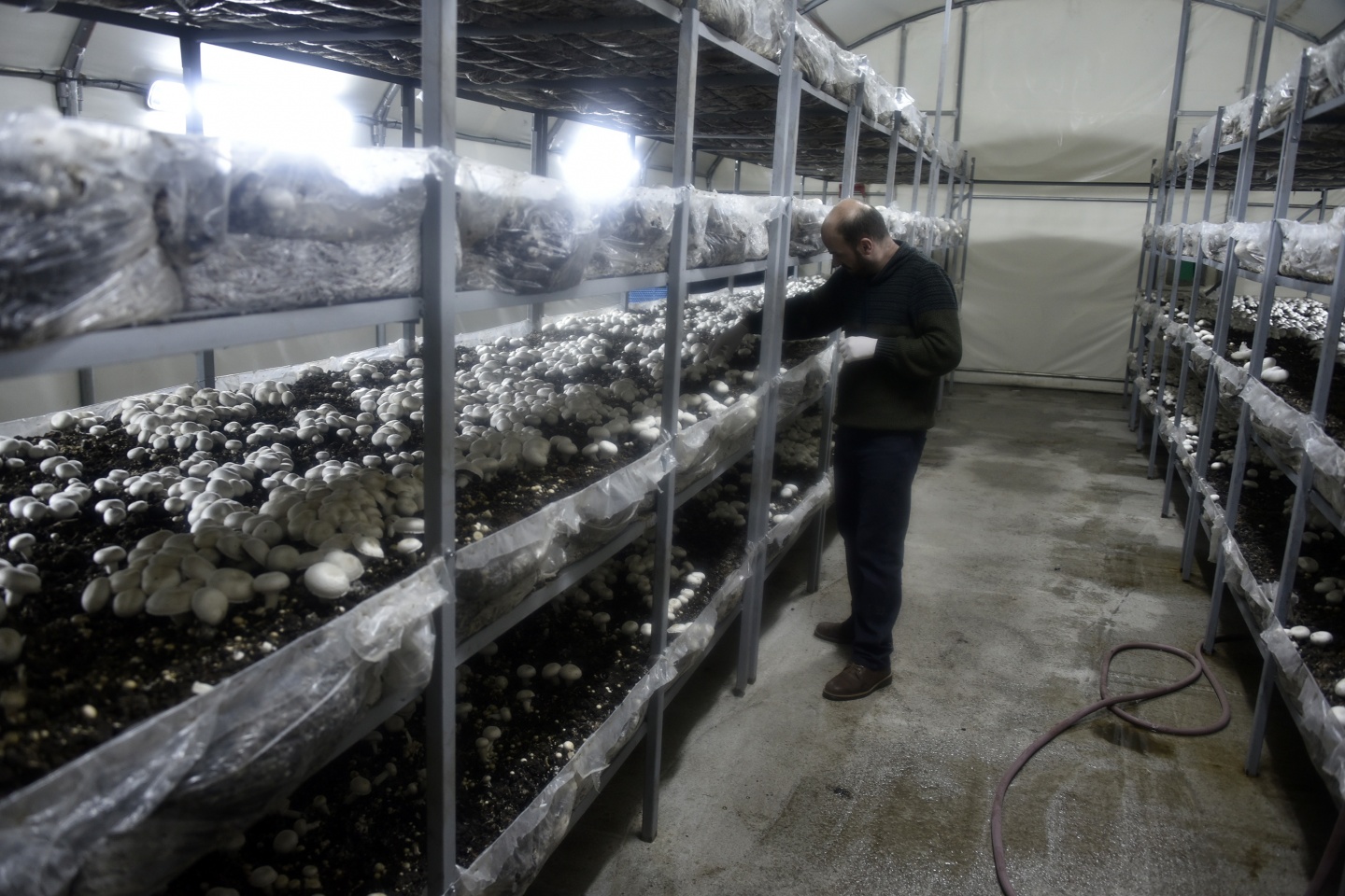 Olmaz denileni yaptı şimdi binlerce ton mantar üretiyor 6