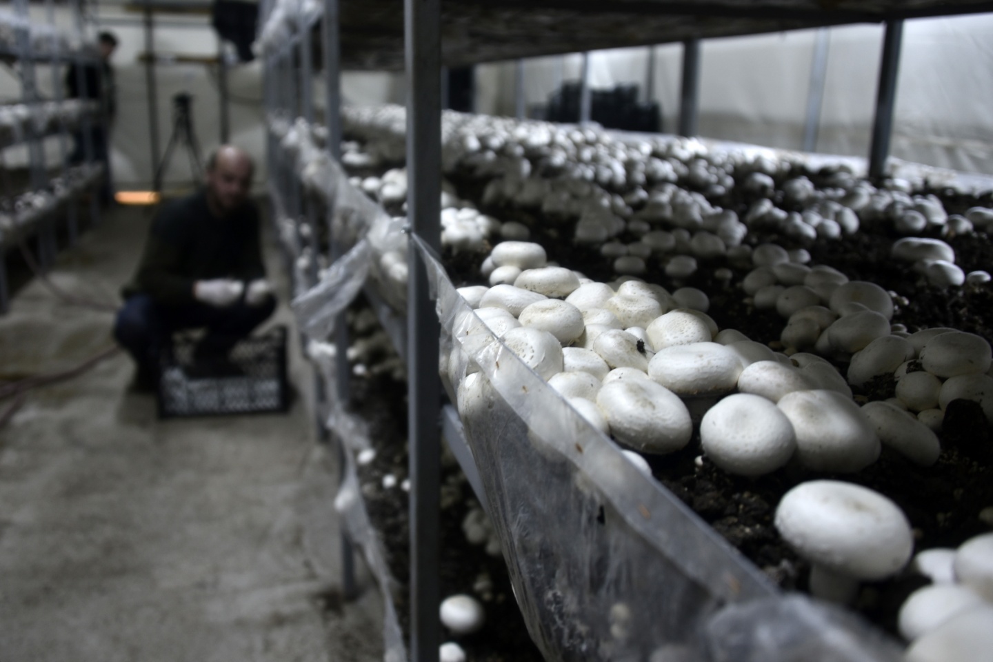 Olmaz denileni yaptı şimdi binlerce ton mantar üretiyor 9