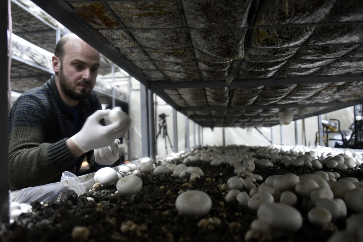 Olmaz denileni yaptı şimdi binlerce ton mantar üretiyor 11