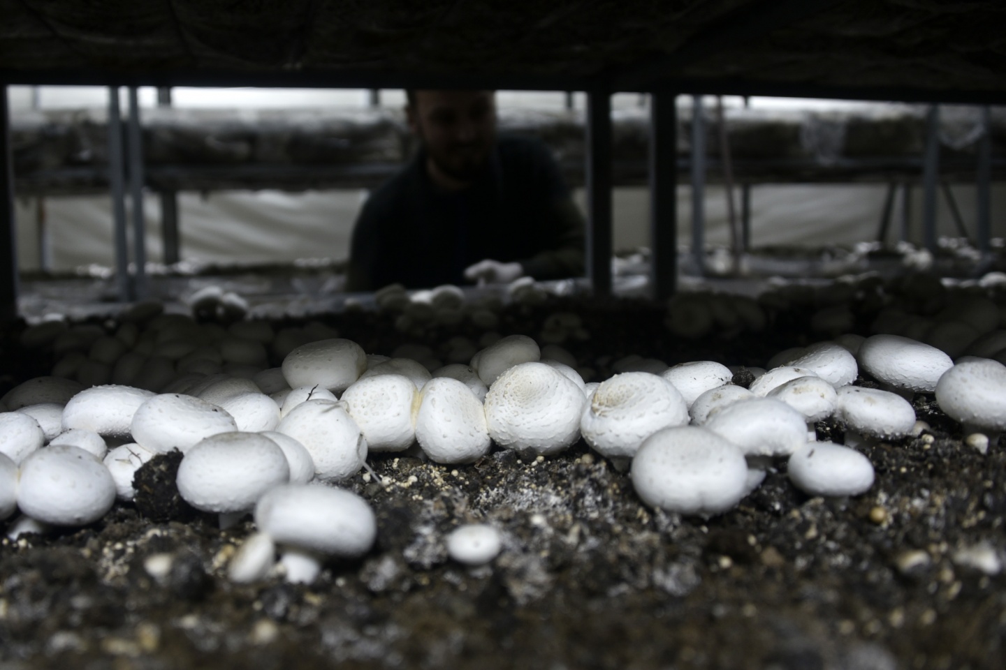 Olmaz denileni yaptı şimdi binlerce ton mantar üretiyor 16